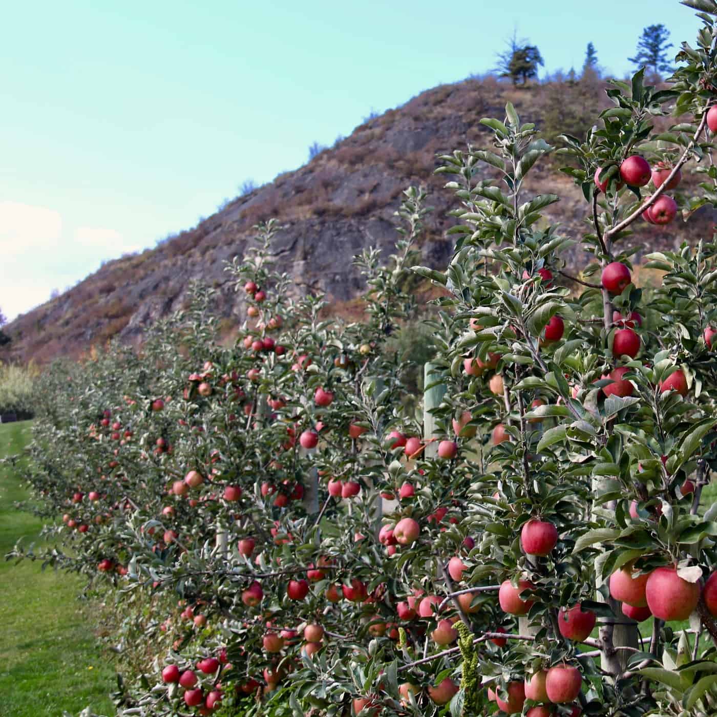 Growing a row of healthy fertilized apple trees
