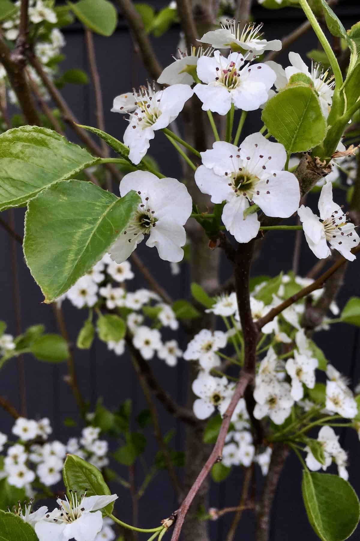 Pear tree blossoms in spring