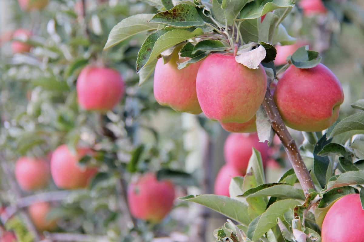 Ripe light pink apples on a small row of apple trees - how to tell apple maturity and ripeness