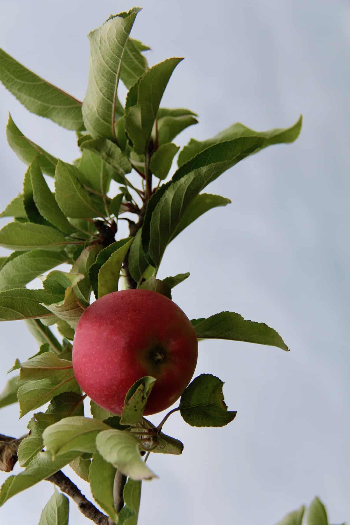 When is apple picking month - its September