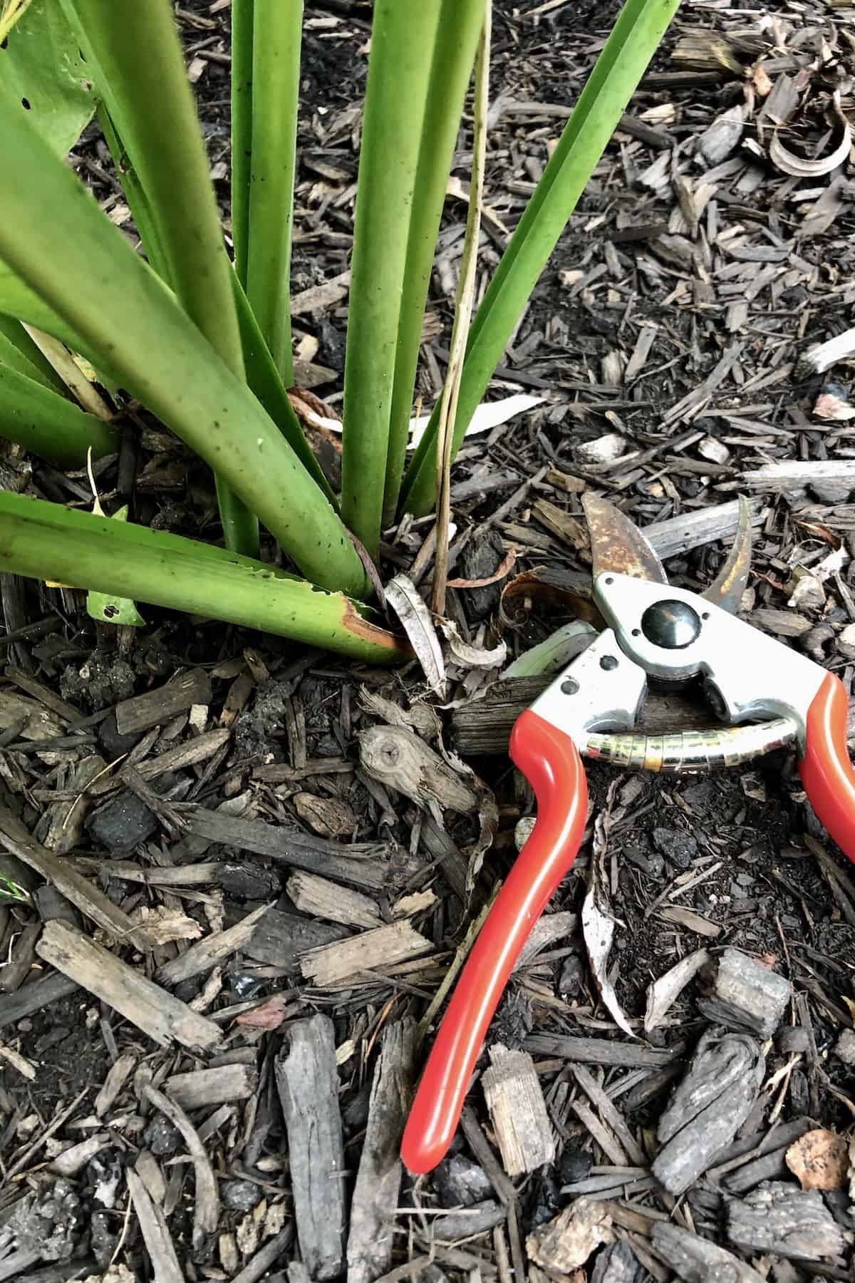 When to cut back hostas - photo shows pruning shears and hosta plant stems