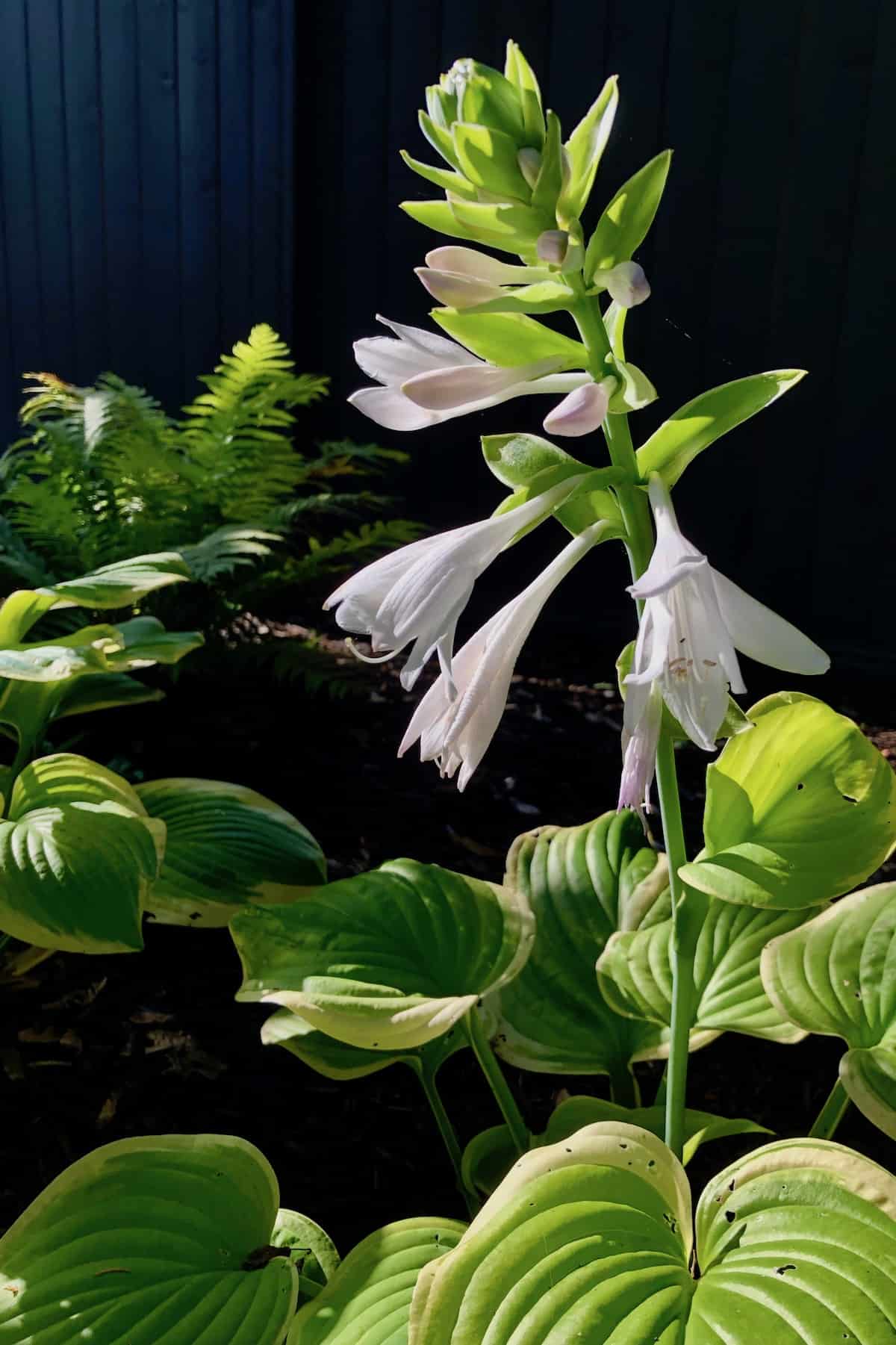 When to cut off hosta plant blooms