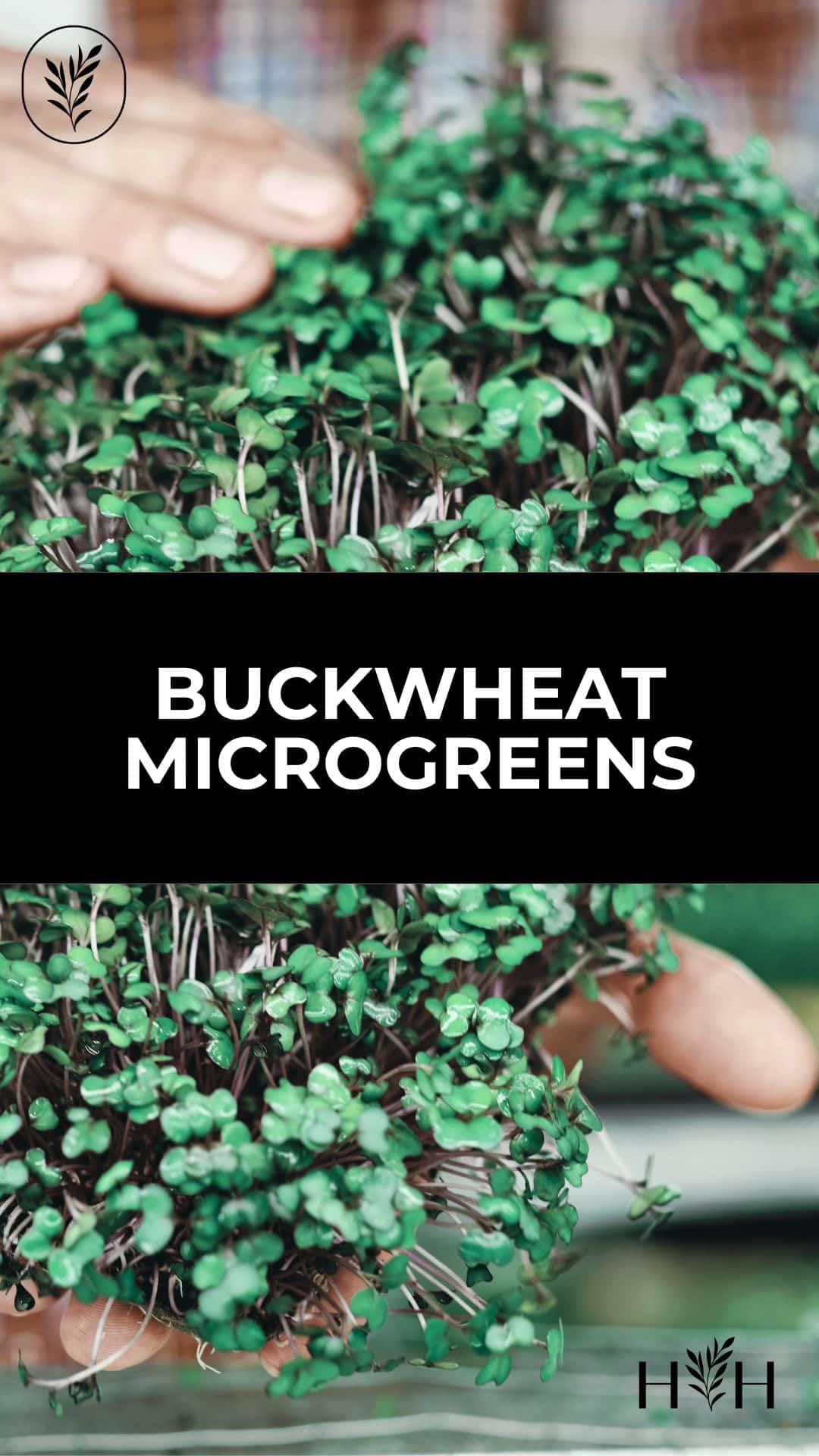 Buckwheat microgreens via @home4theharvest