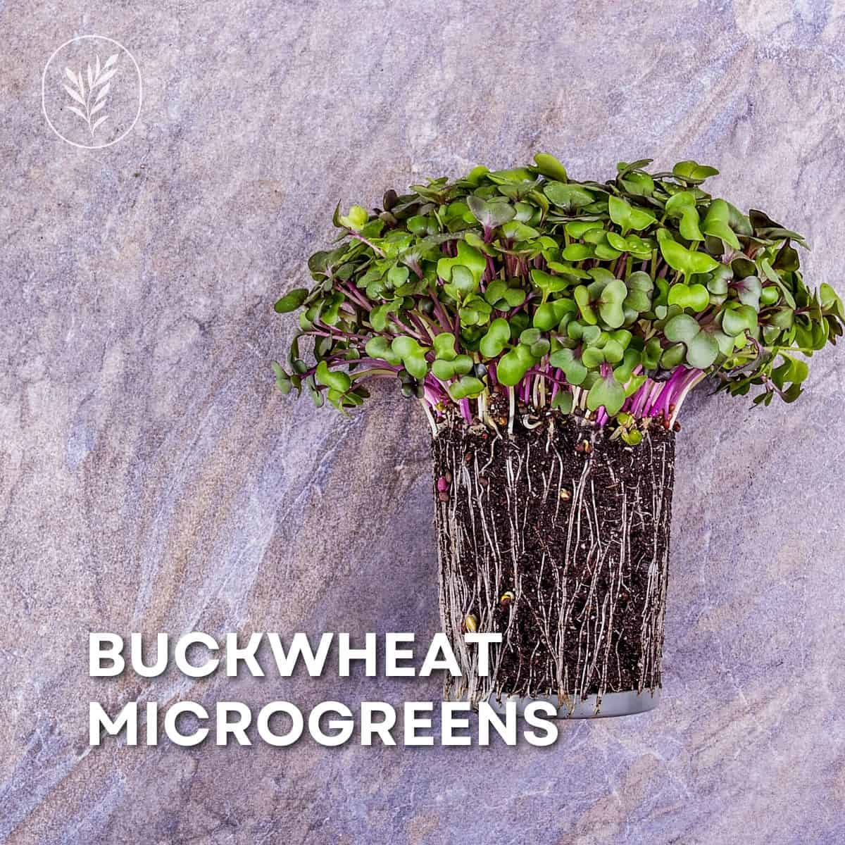 Buckwheat microgreens via @home4theharvest