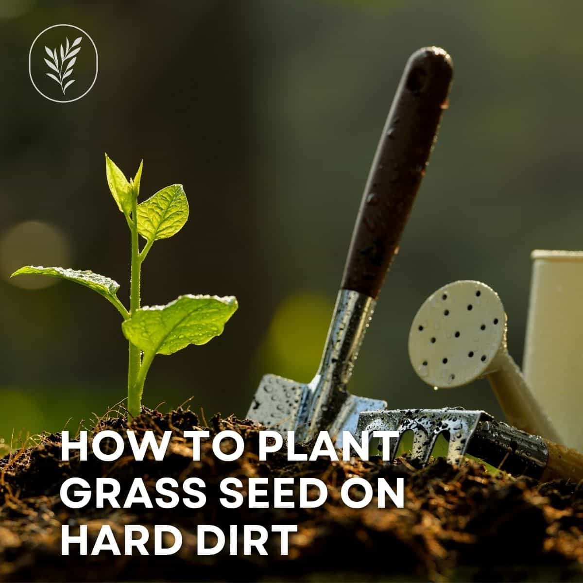 How to plant grass seed on hard dirt via @home4theharvest