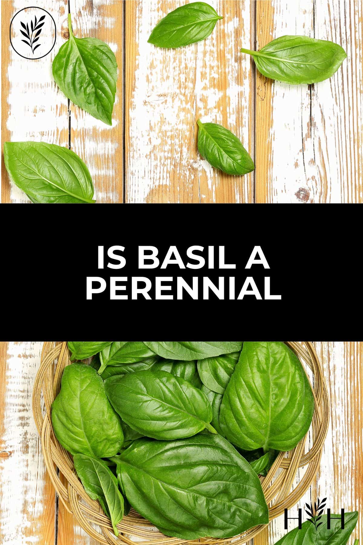 Is basil a perennial via @home4theharvest