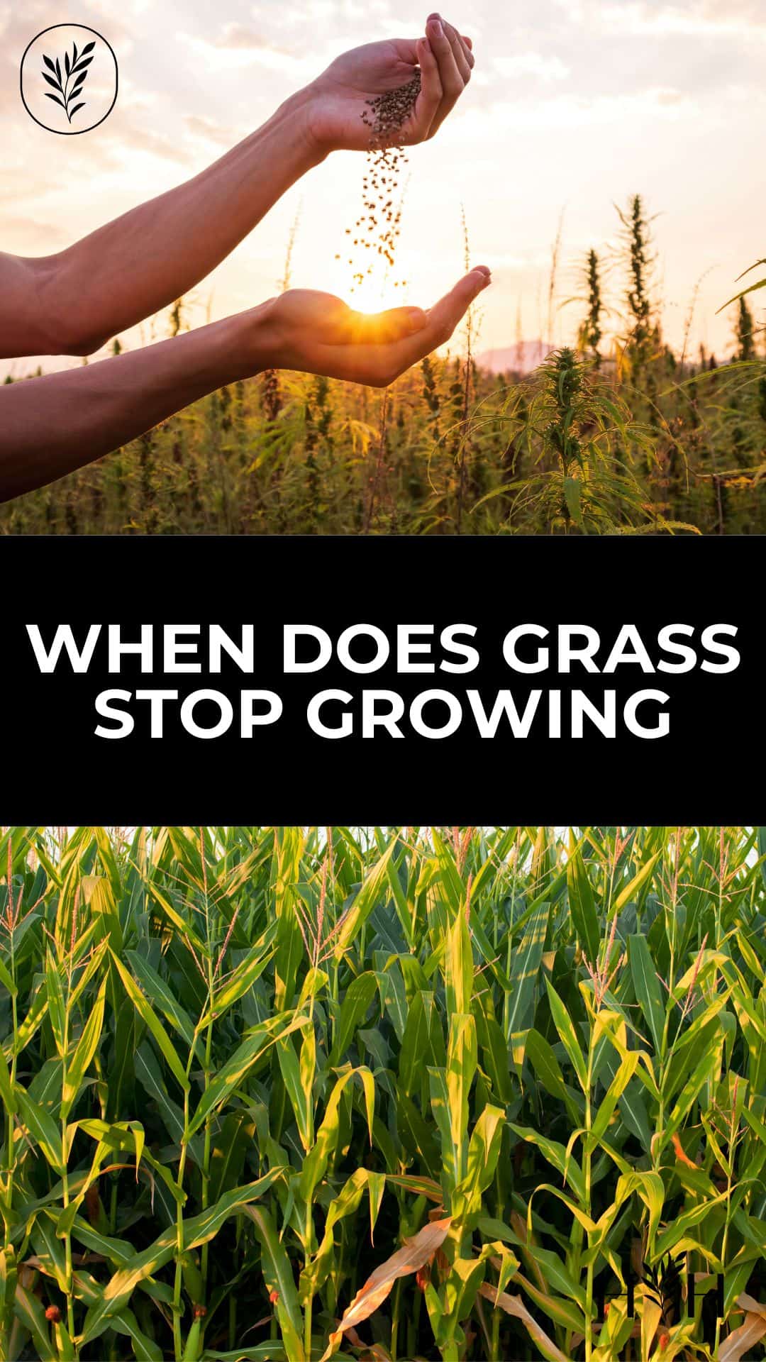 When does grass stop growing via @home4theharvest