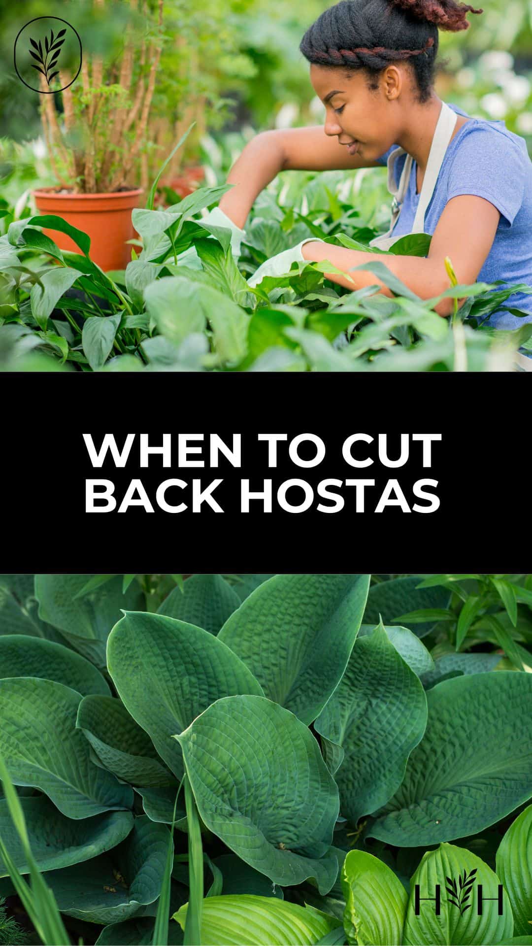 When to cut back hostas via @home4theharvest