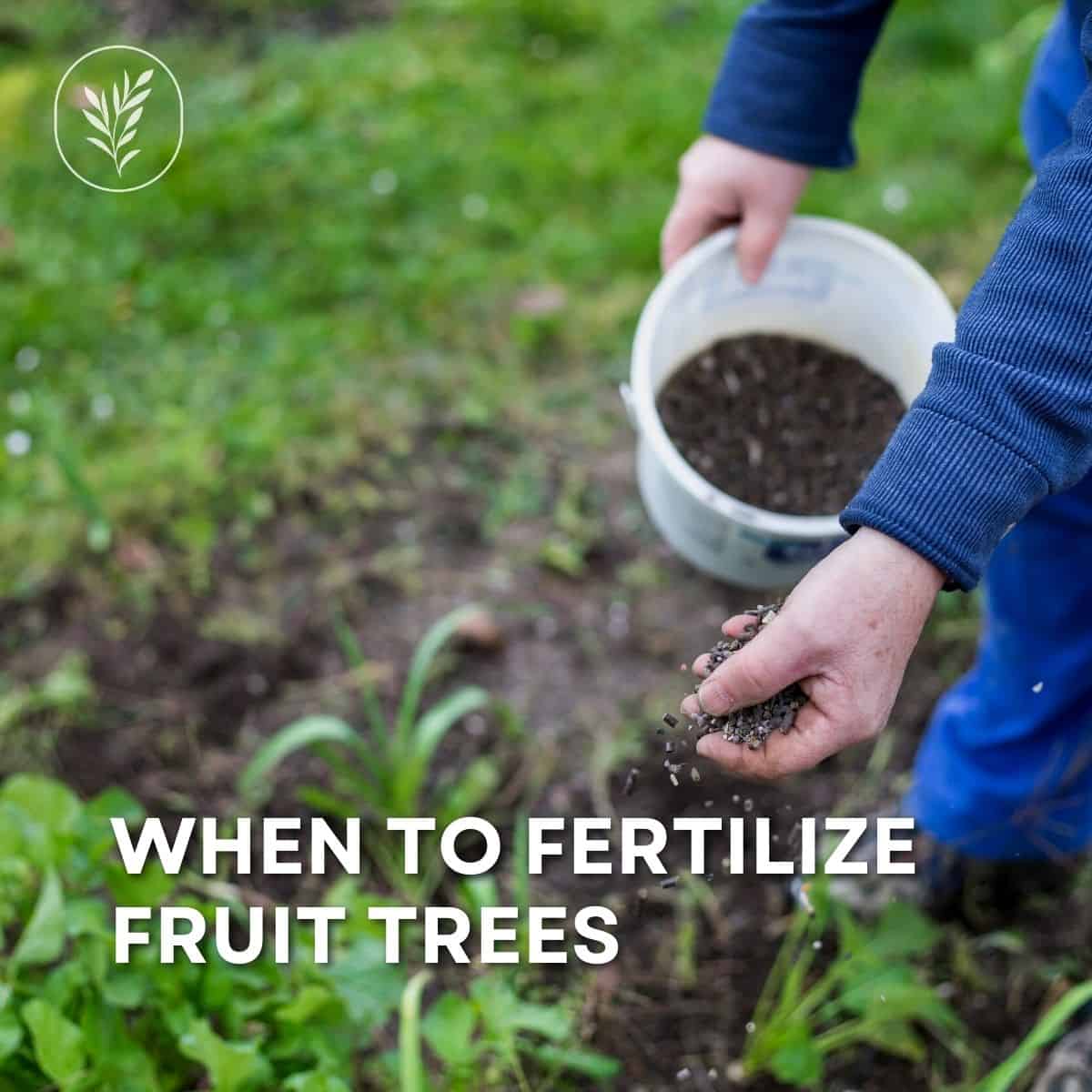 When to fertilize fruit trees via @home4theharvest