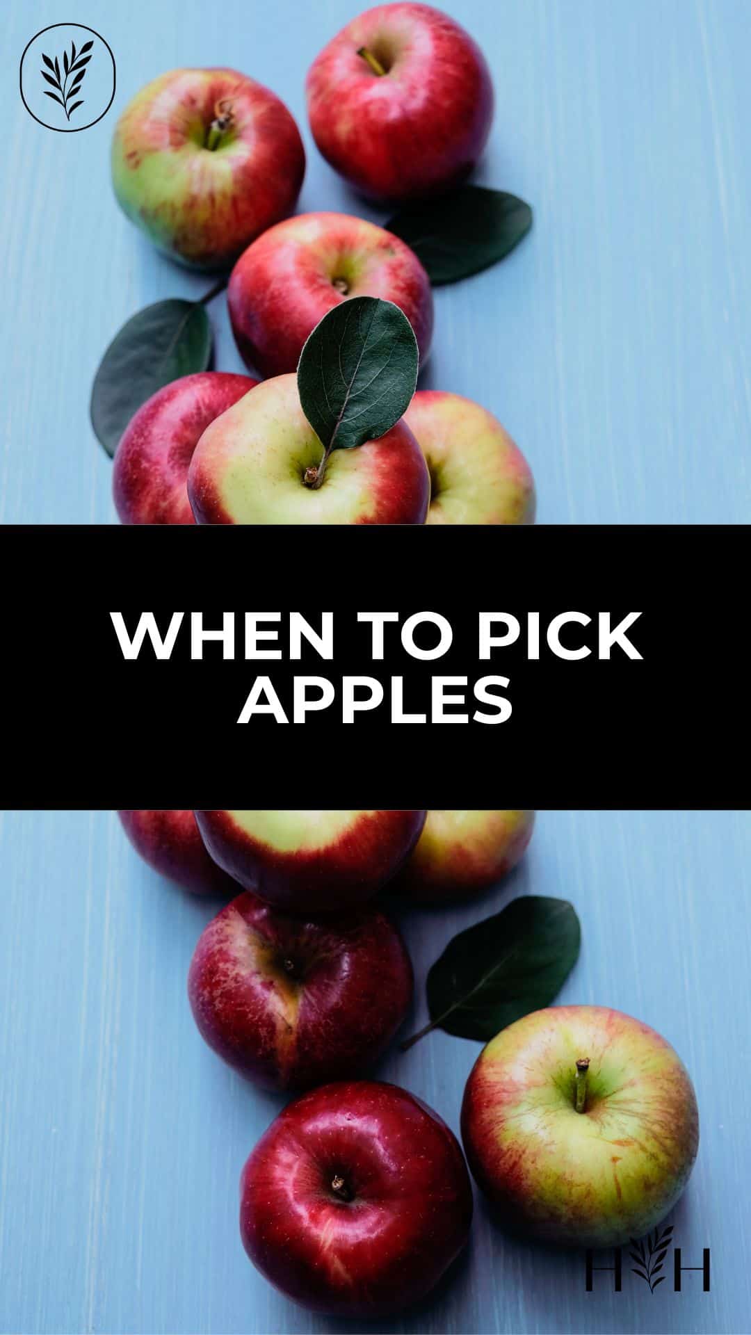 When to pick apples via @home4theharvest