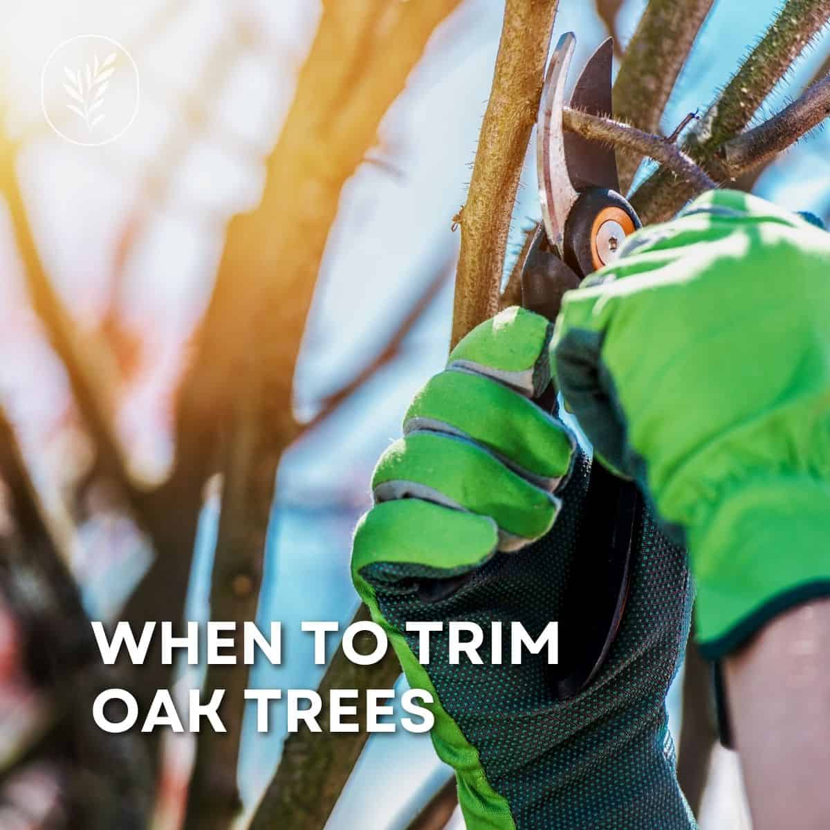 When to trim oak trees via @home4theharvest
