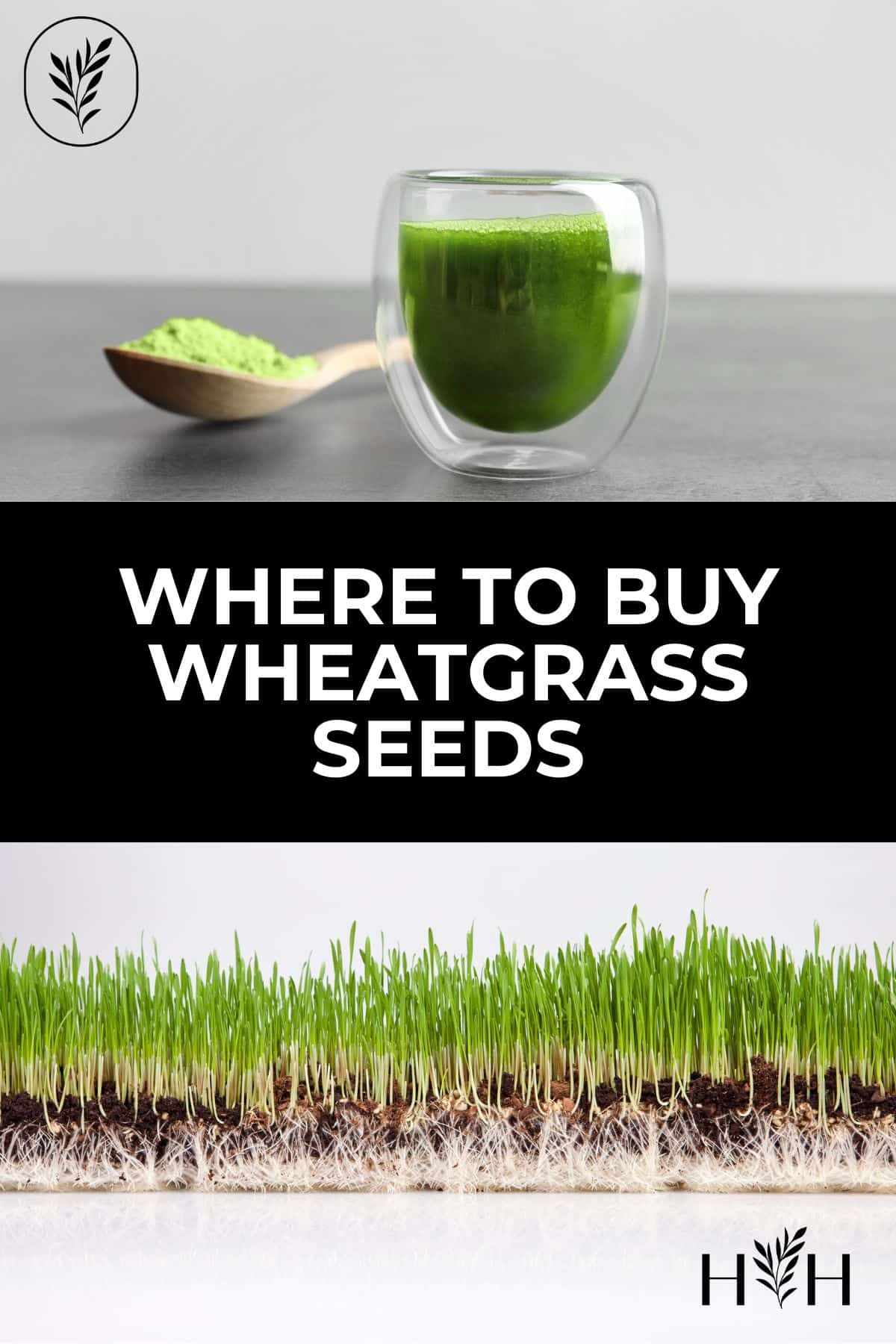Where to buy wheatgrass seeds via @home4theharvest