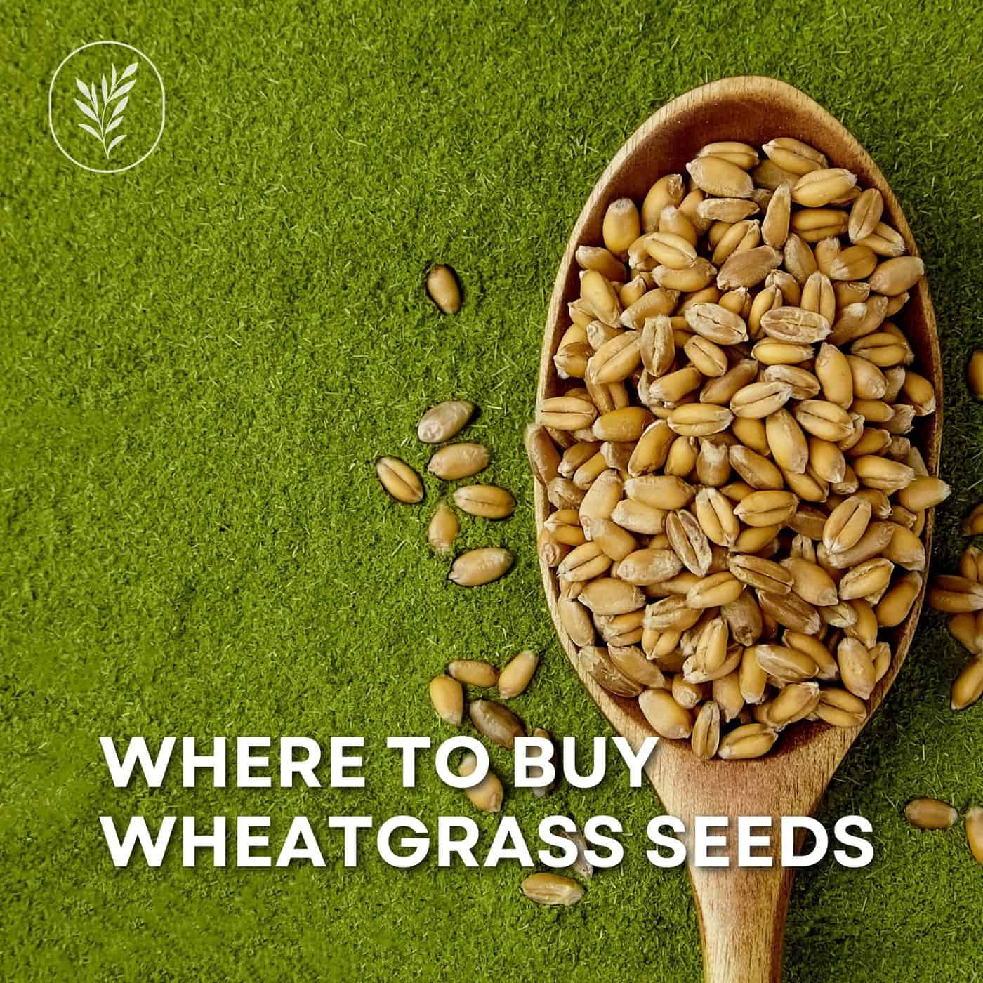 Where to buy wheatgrass seeds via @home4theharvest