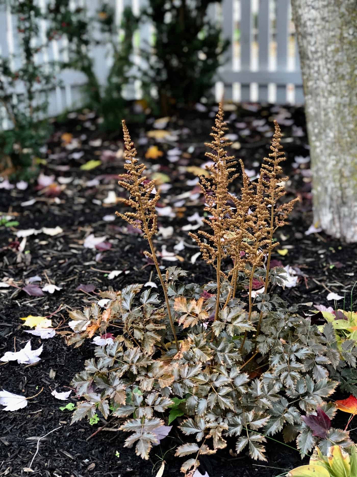 Astilbe perennial plant in the fall with seed heads