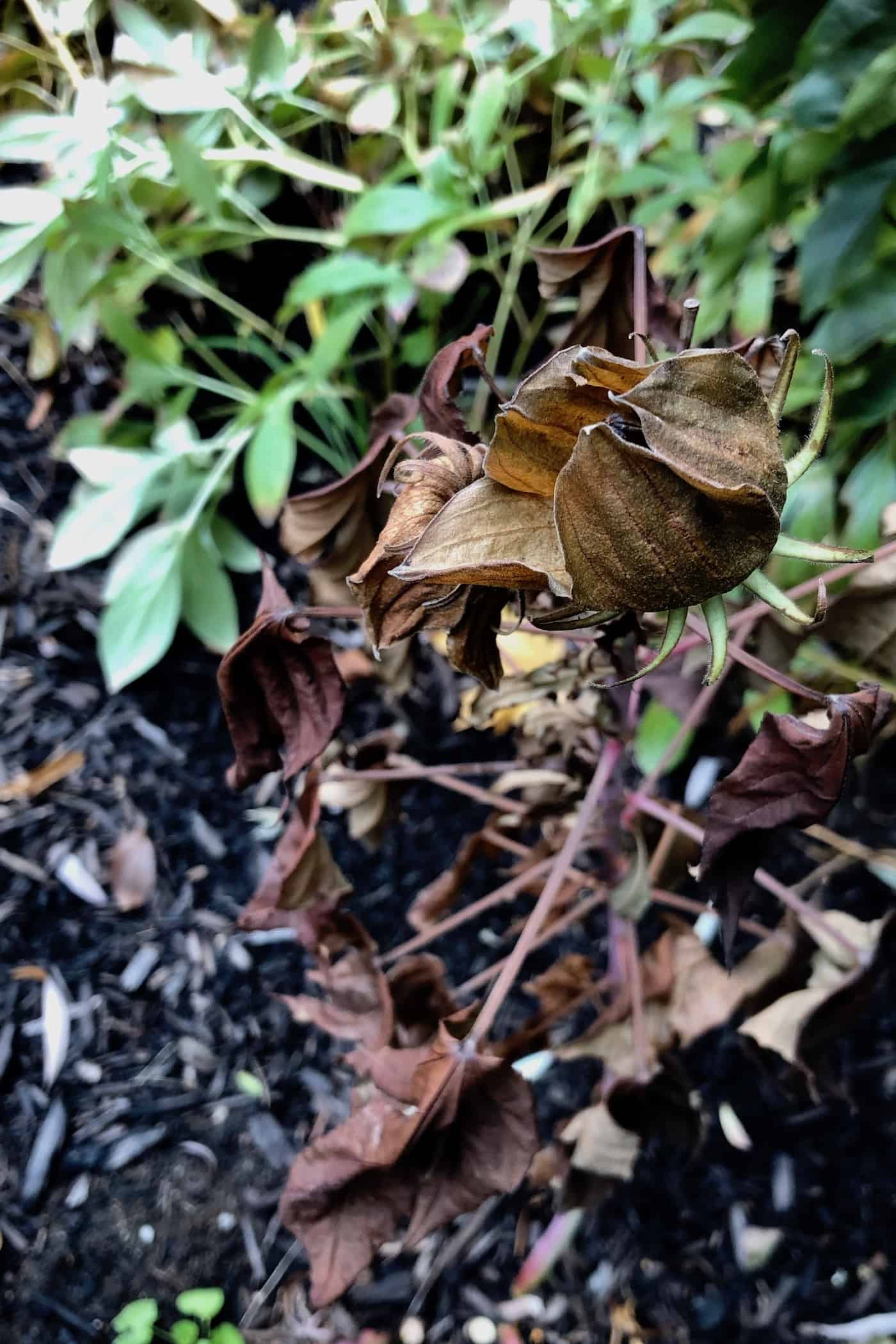 Dead foliage on hardy hibiscus (herbaceous perennial plant)