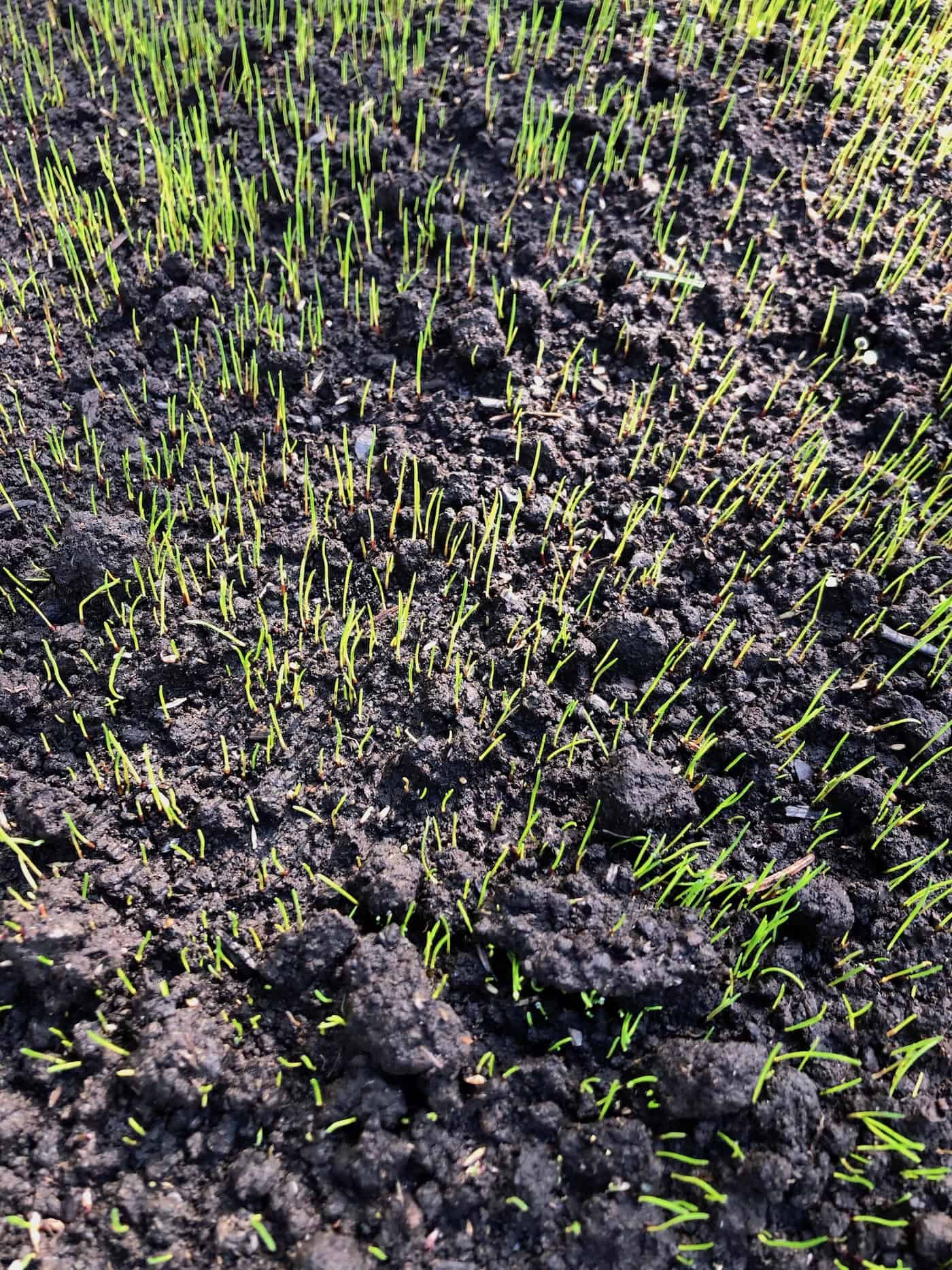 Grass seed growing in purchased lawn and garden soil