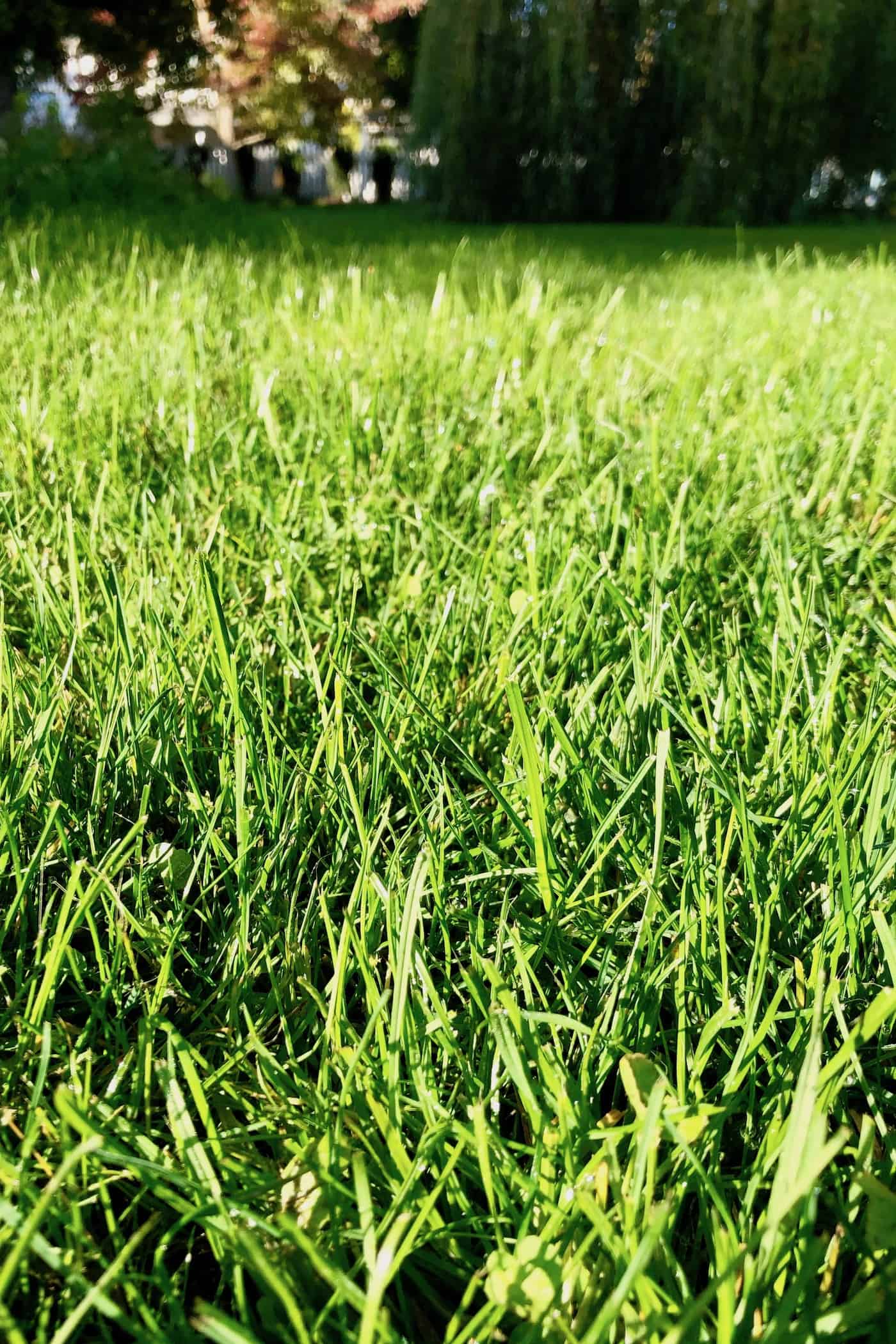 Healthy grass lawn in fall