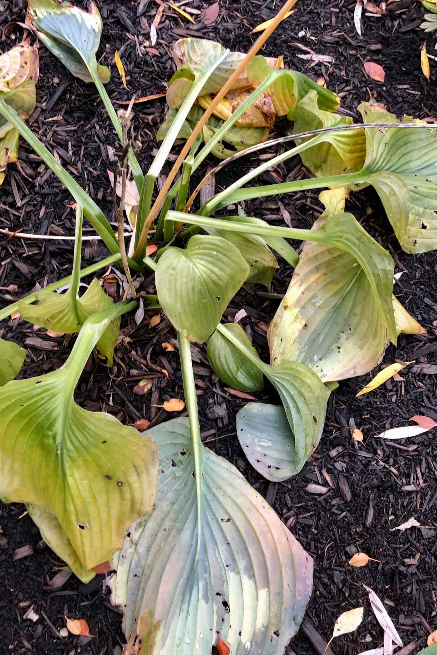 Hosta leaves killed by frost in october