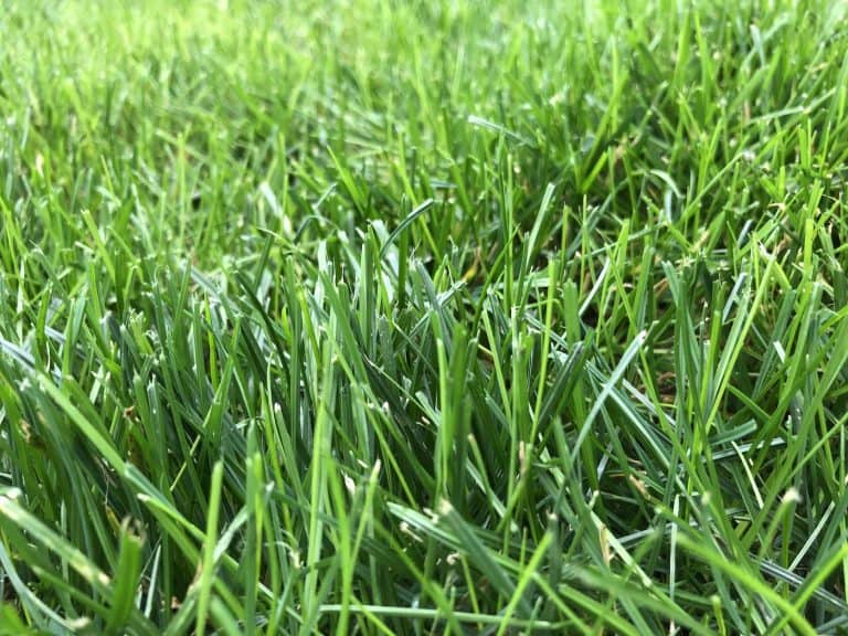 How to choose apply the best organic lawn fertilizer - lush green grass turf lawn - blades of grass