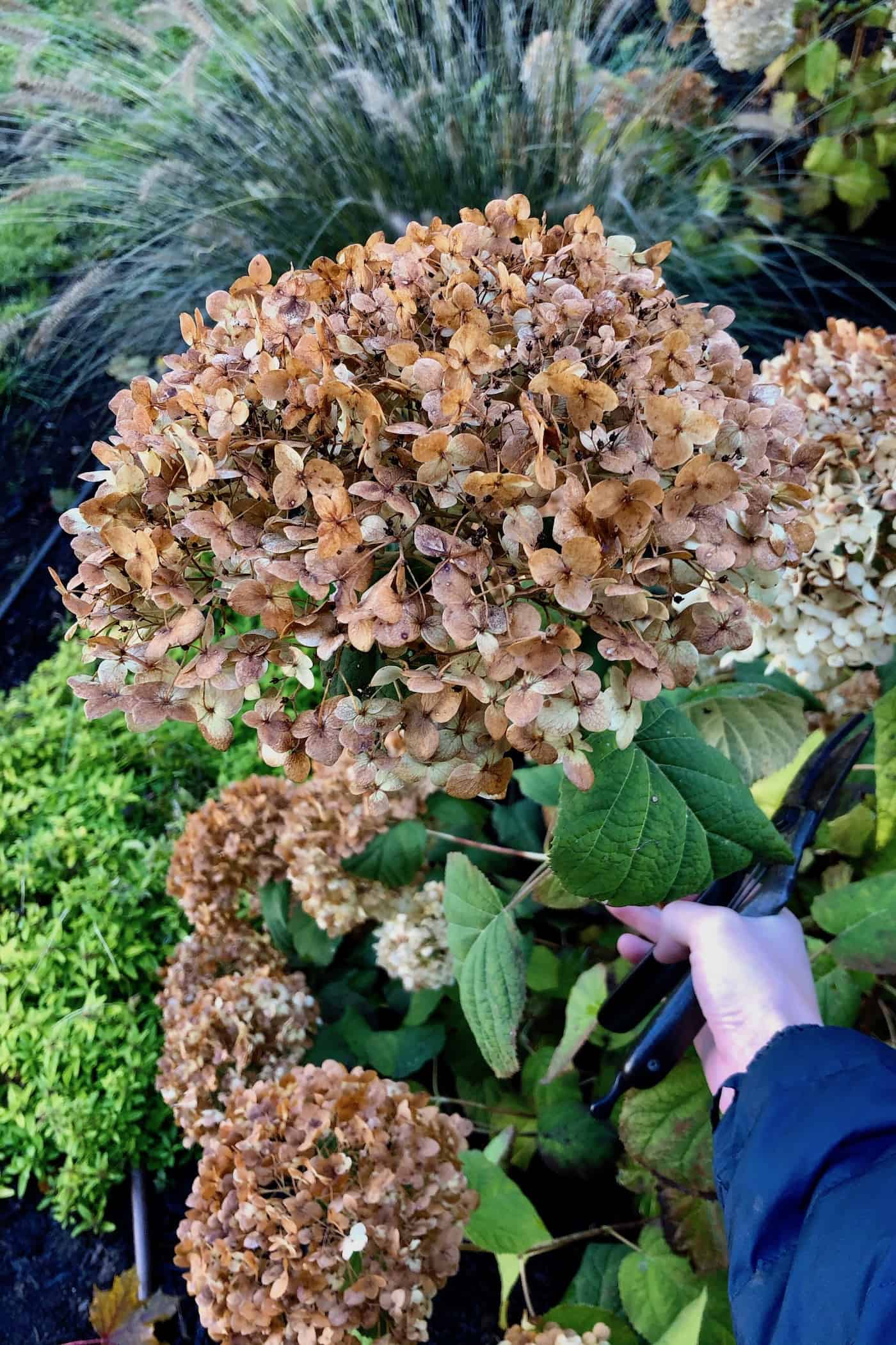 Incrediball hydrangea in fall after frost