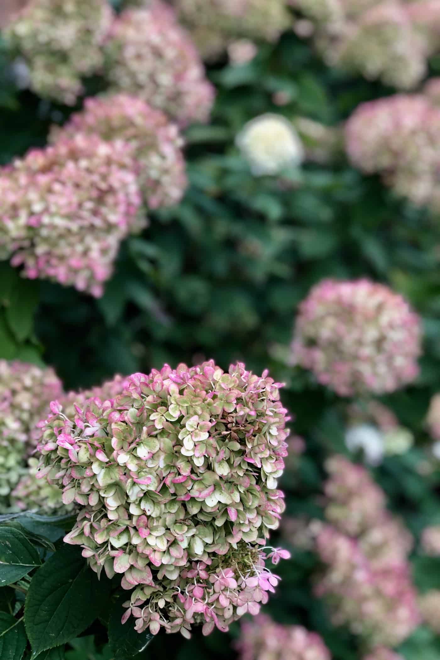 Little Lime Hydrangea Care A Gardener’s Guide To Dwarf
