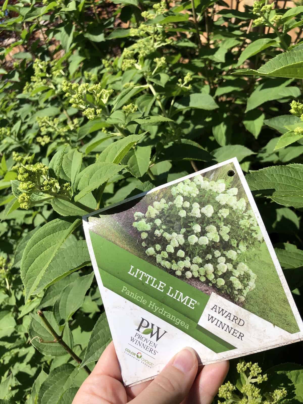 Little Lime Hydrangea Care A Gardener's Guide To Dwarf Limelight ...