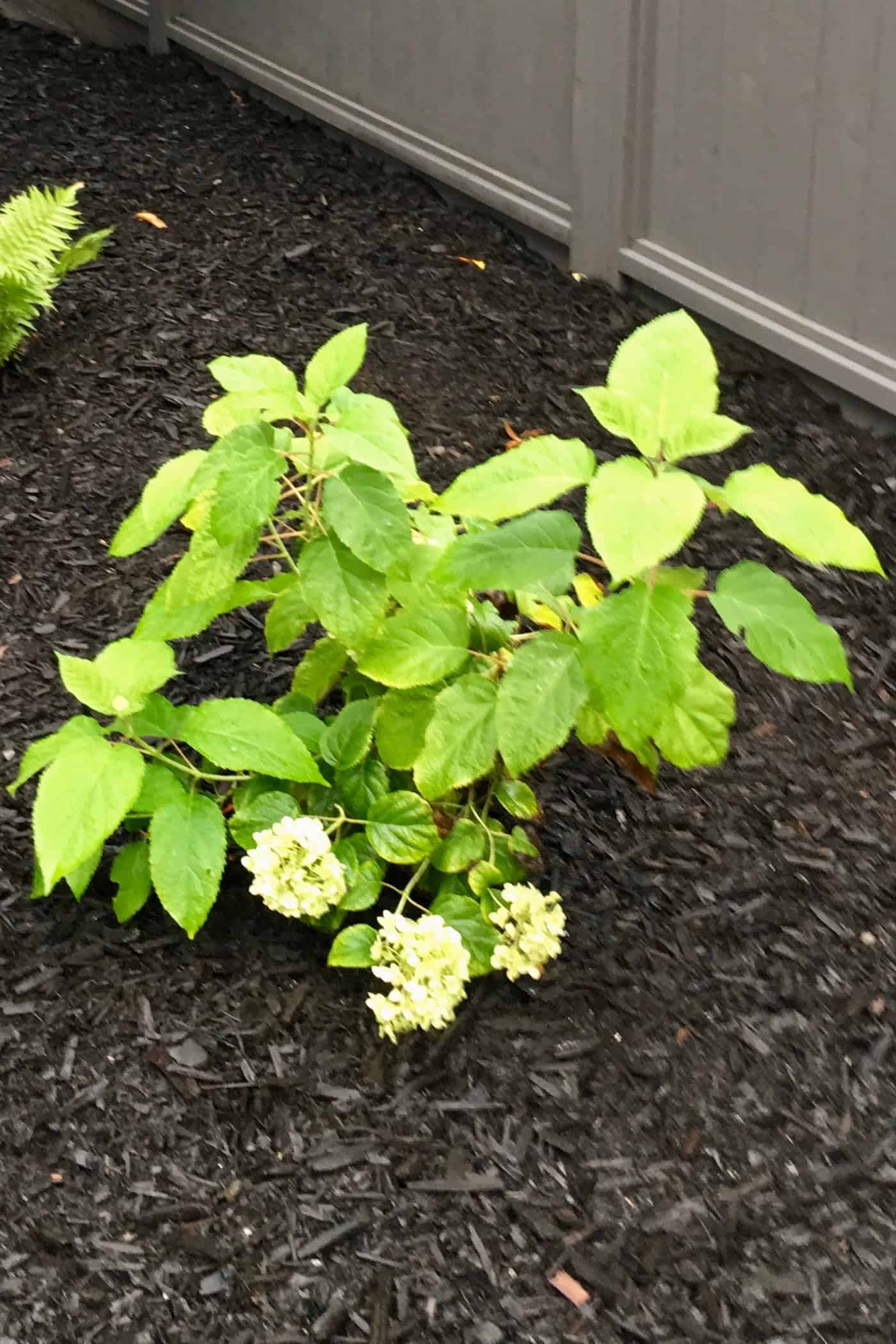 Newly planted incrediball hydrangea - improved annabelle