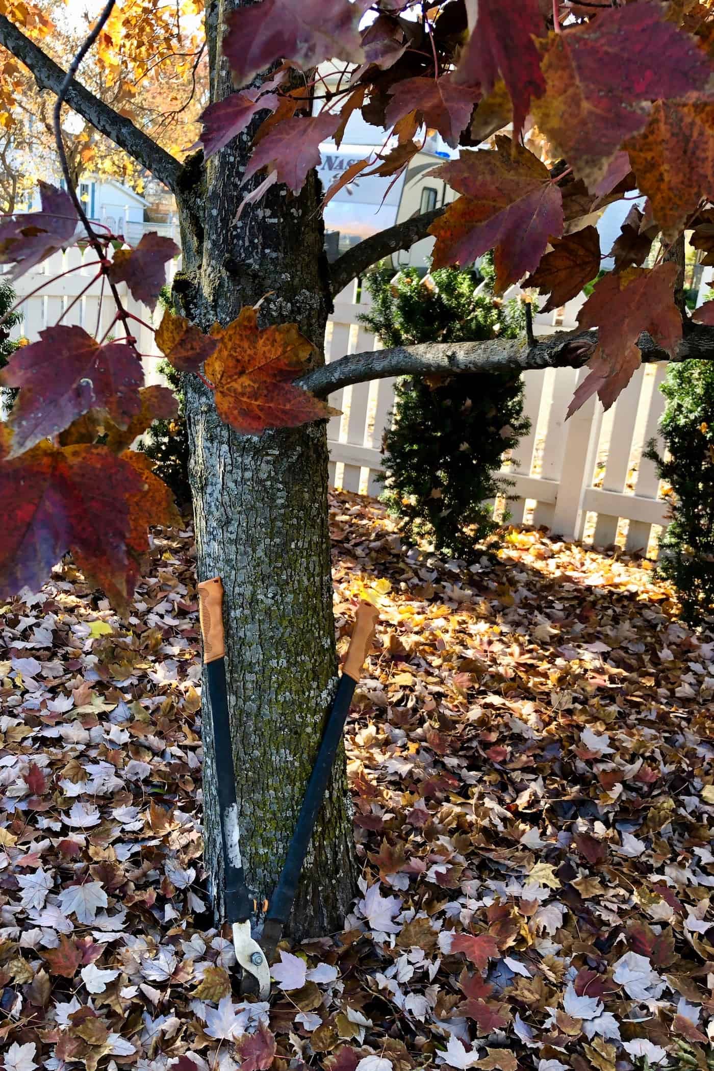 Pruning trees in the fall should be avoided