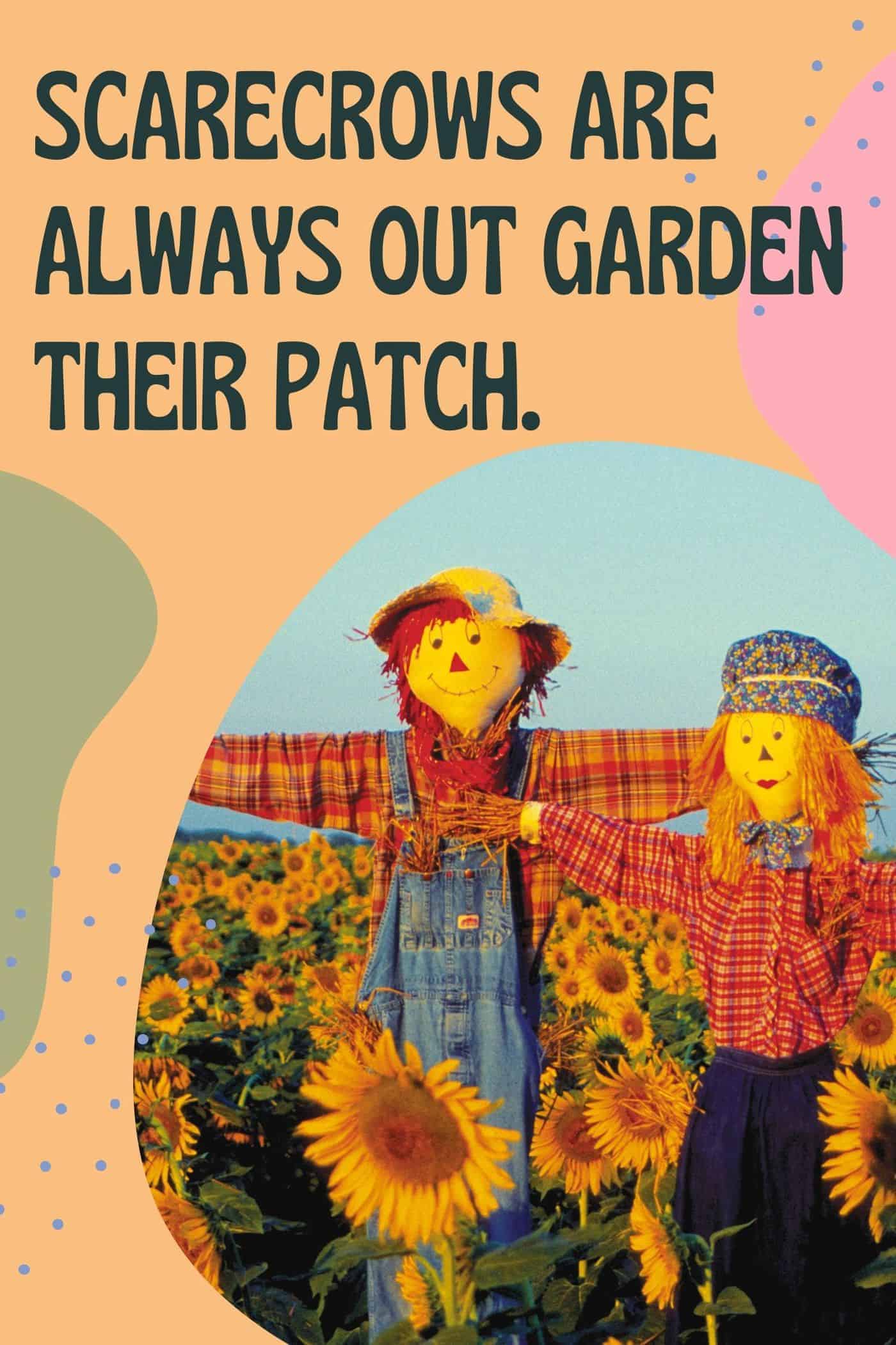 Scarecrows are always out garden their patch