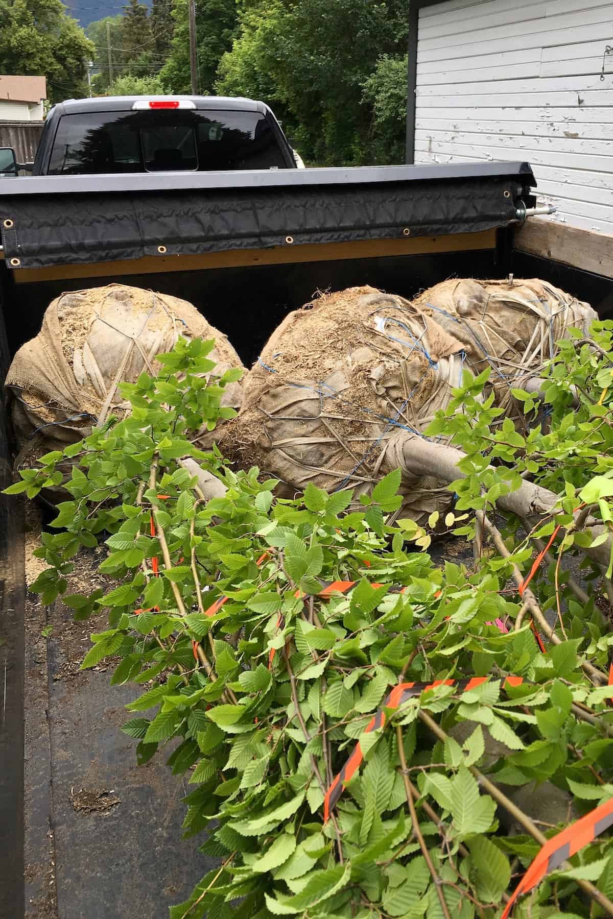 Three full grown trees loaded in a trailer with burlap root balls