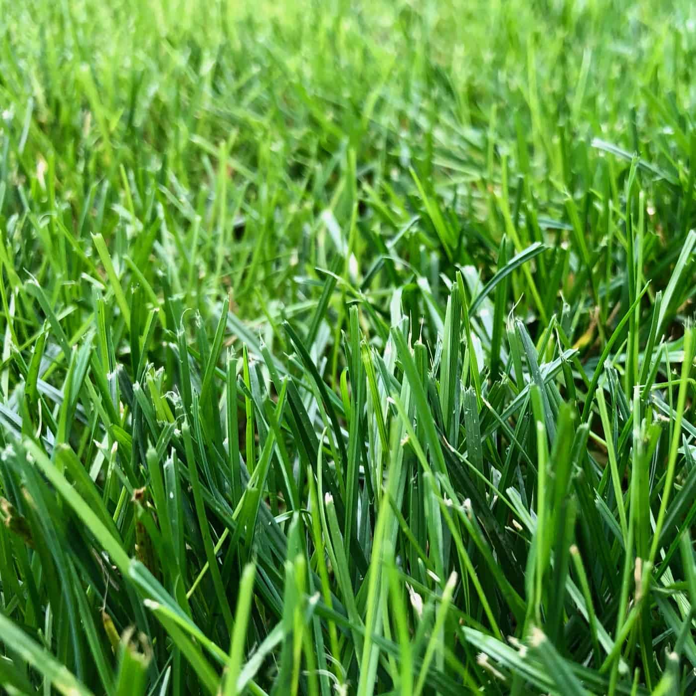 Turf grass sod lawn - established - after installation