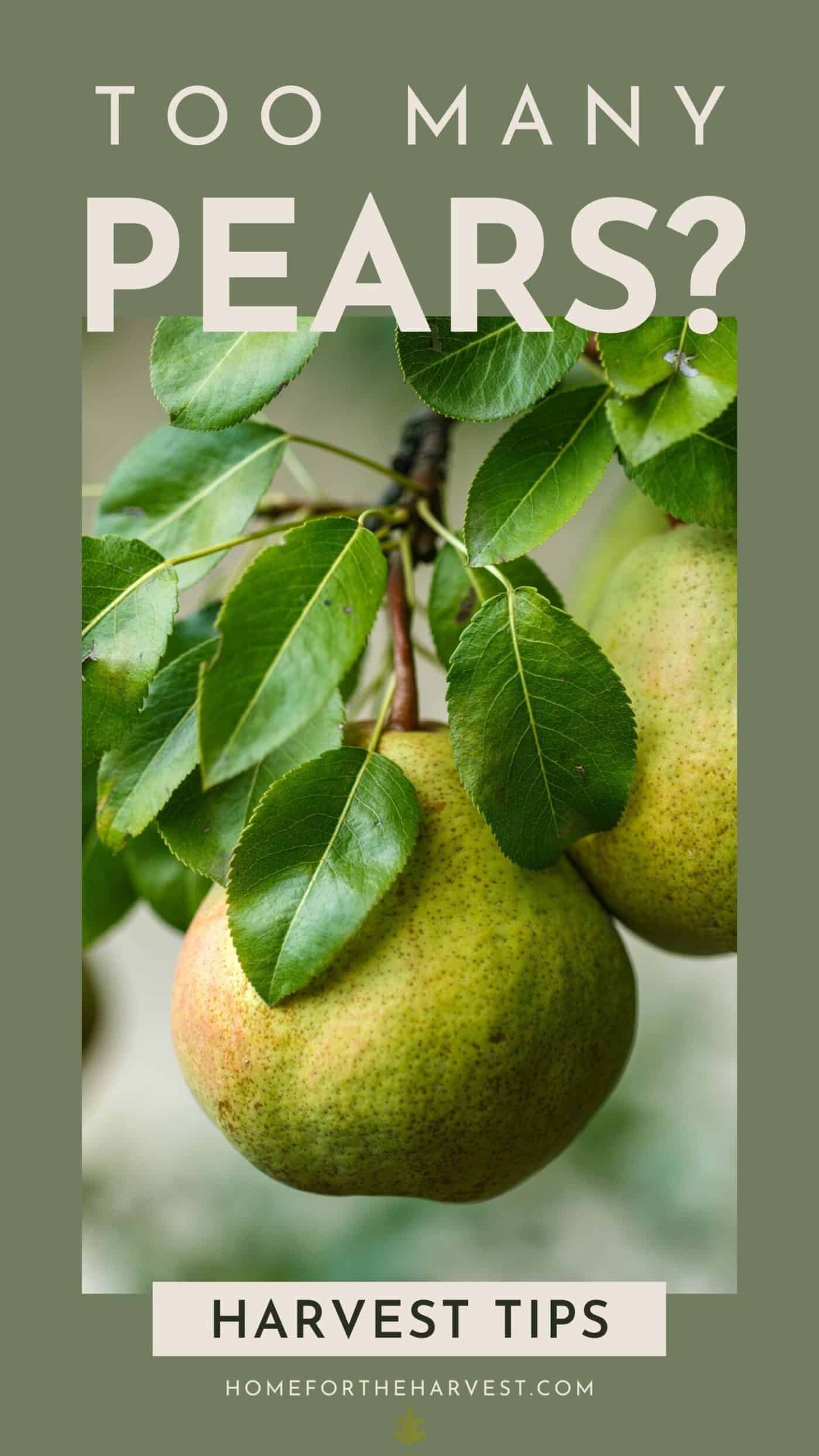 What to do with too many pears via @home4theharvest