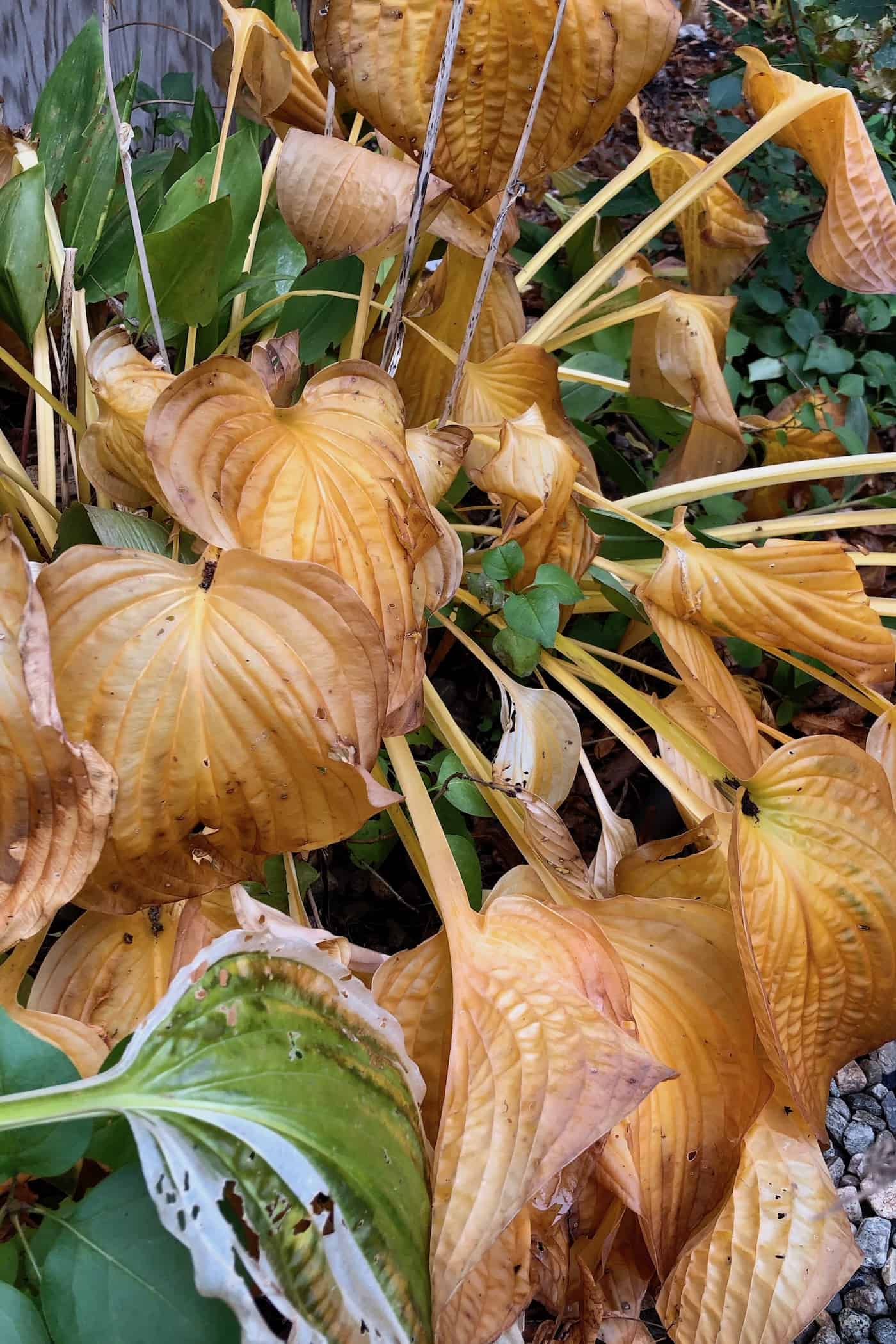 When to cut back hosta plants in the fall