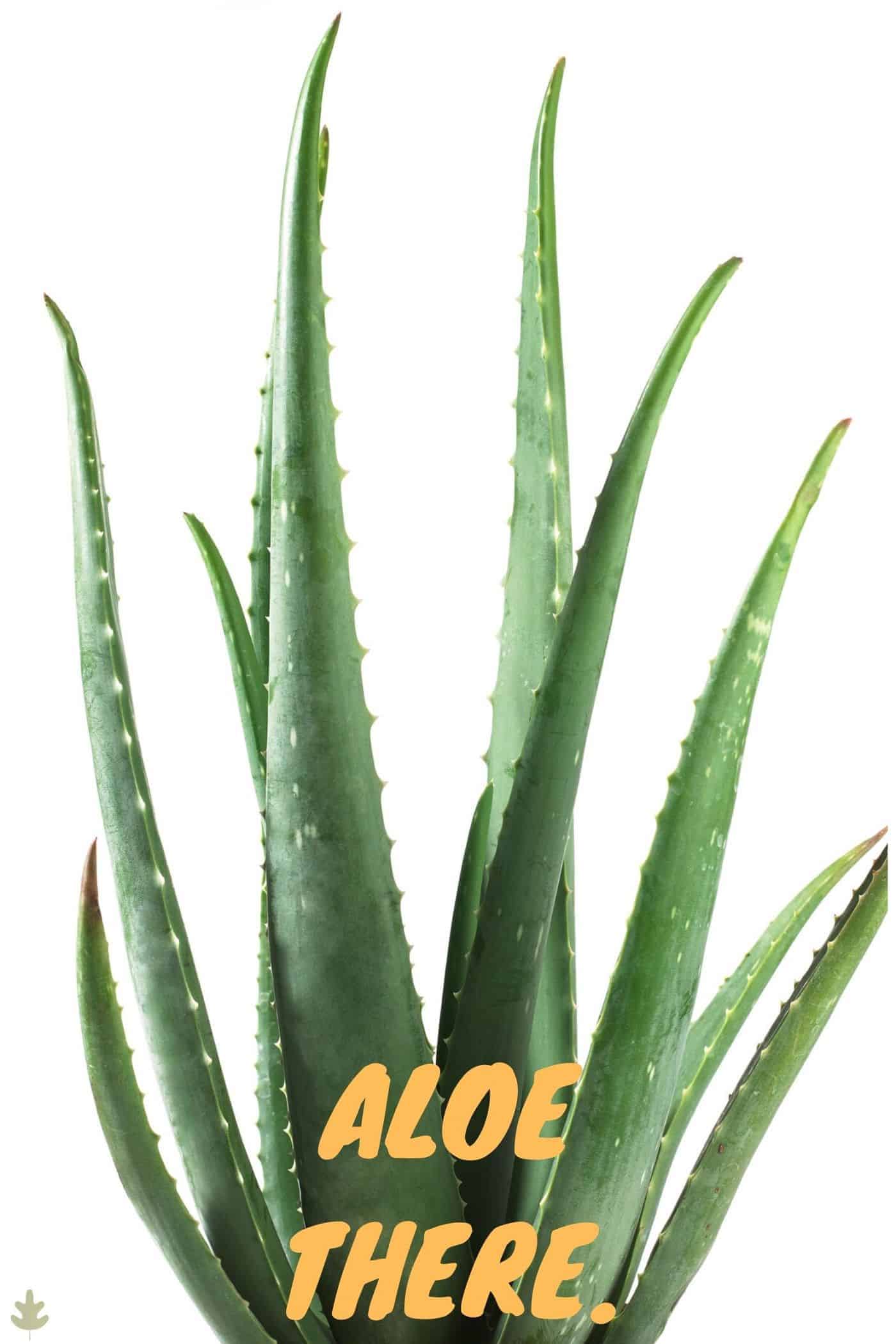 Plant pun - aloe there
