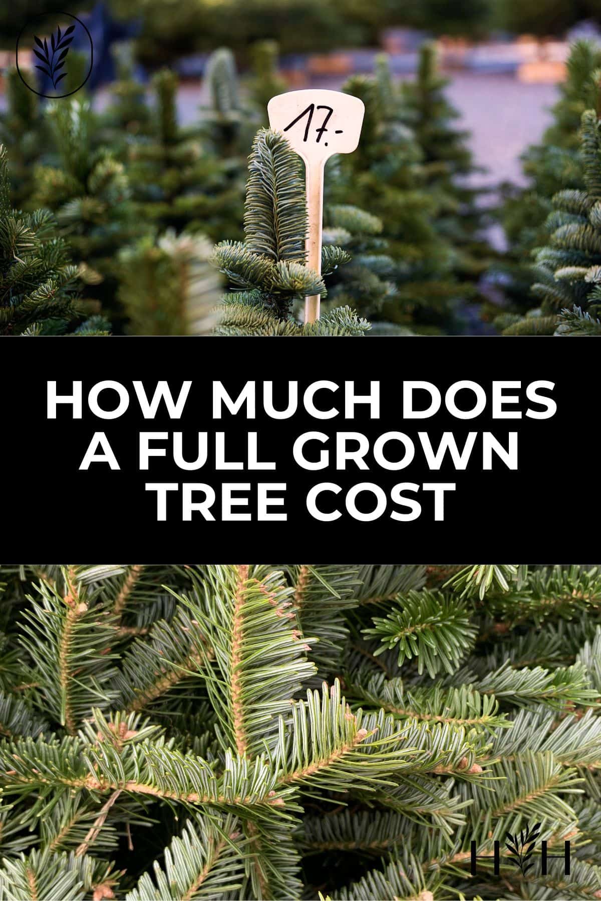 Large trees can add to your curb appeal and can cost a small fortune to purchase and plant! Here are some example prices for buying mature trees and tips for how to save some cash when adding large, full-grown trees to your landscape. Via @home4theharvest