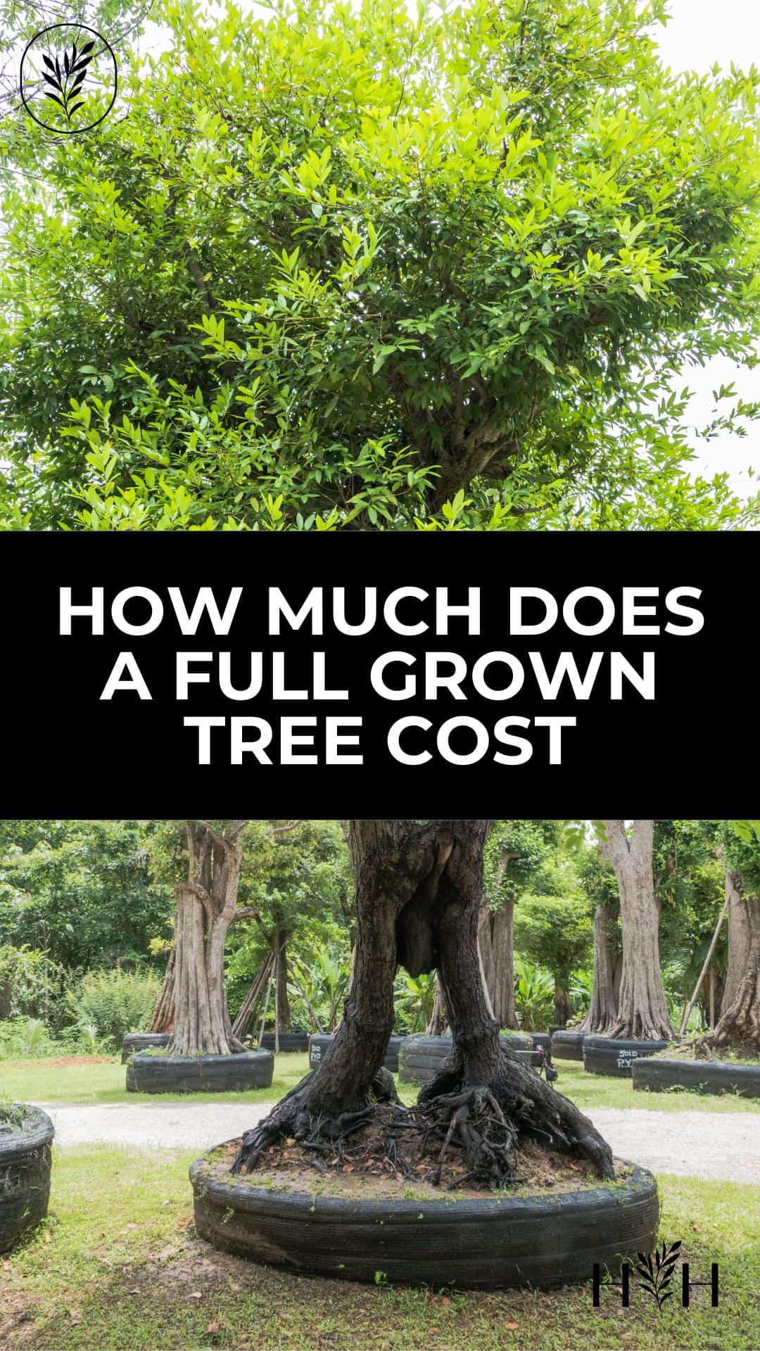 Large trees can add to your curb appeal and can cost a small fortune to purchase and plant! Here are some example prices for buying mature trees and tips for how to save some cash when adding large, full-grown trees to your landscape. Via @home4theharvest