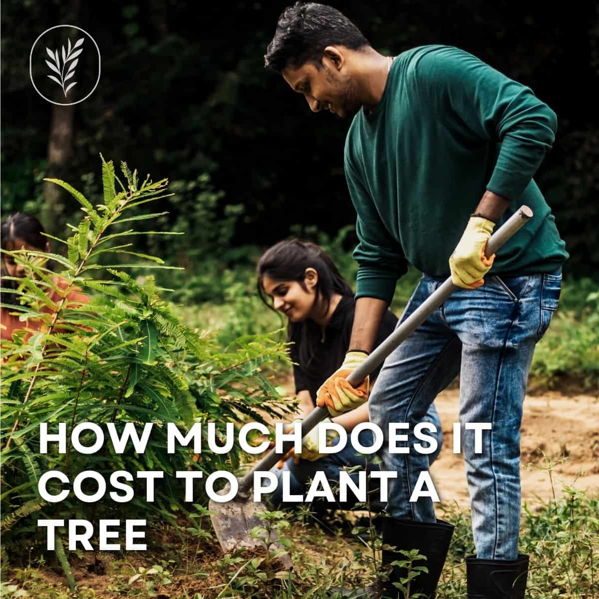 How much does it cost to plant a tree via @home4theharvest