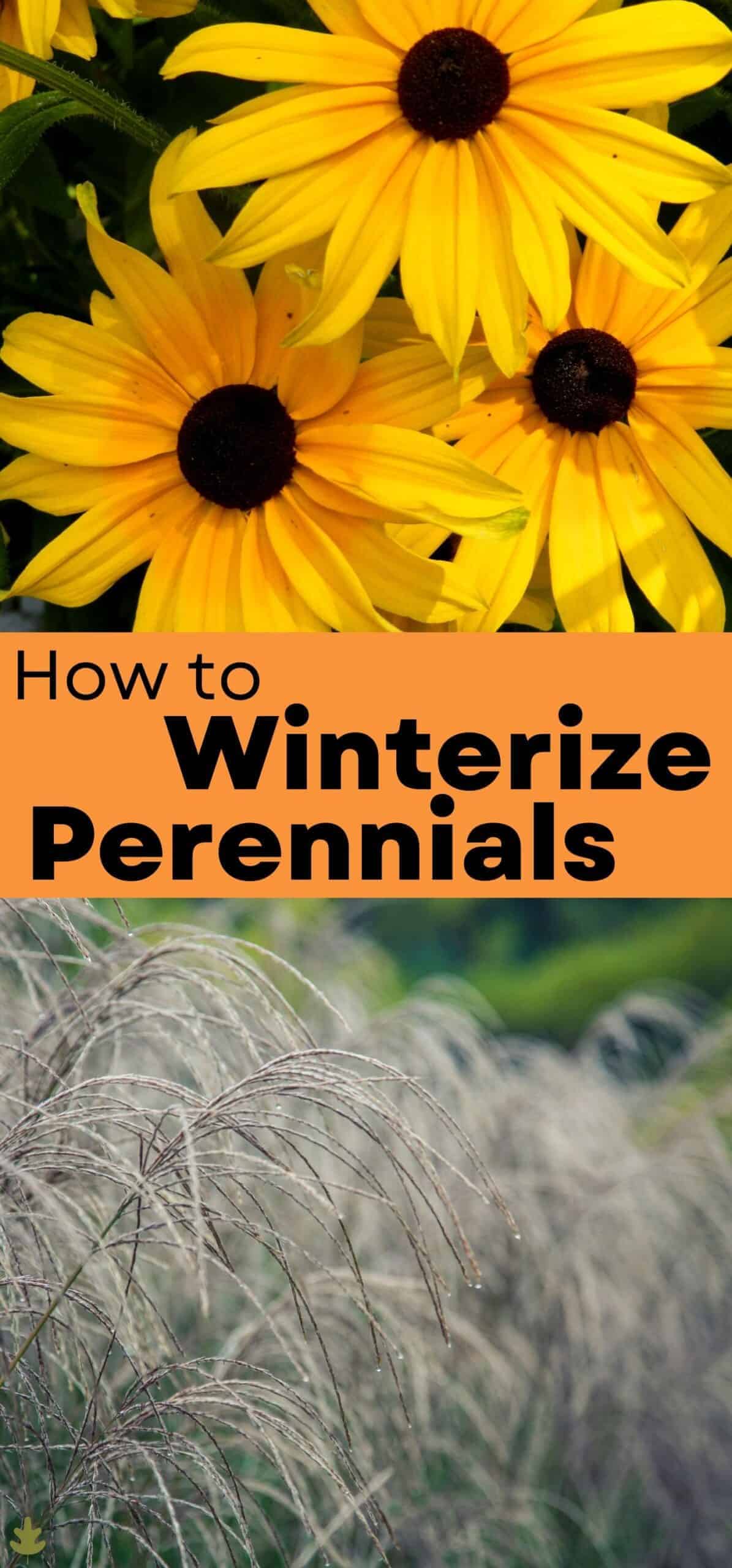 How to prep perennial plants for winter via @home4theharvest