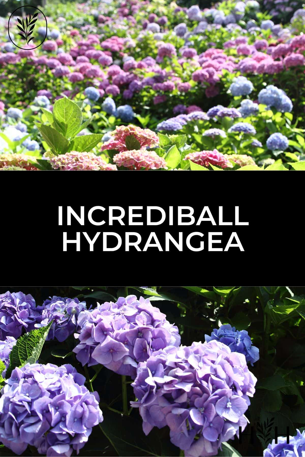 Incrediball hydrangea via @home4theharvest