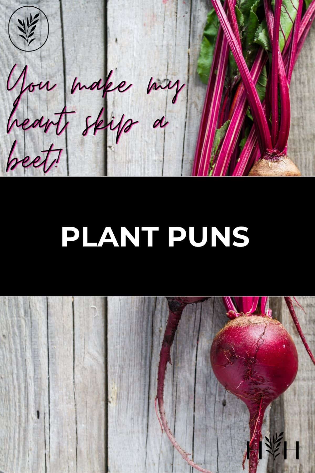 Plant puns via @home4theharvest