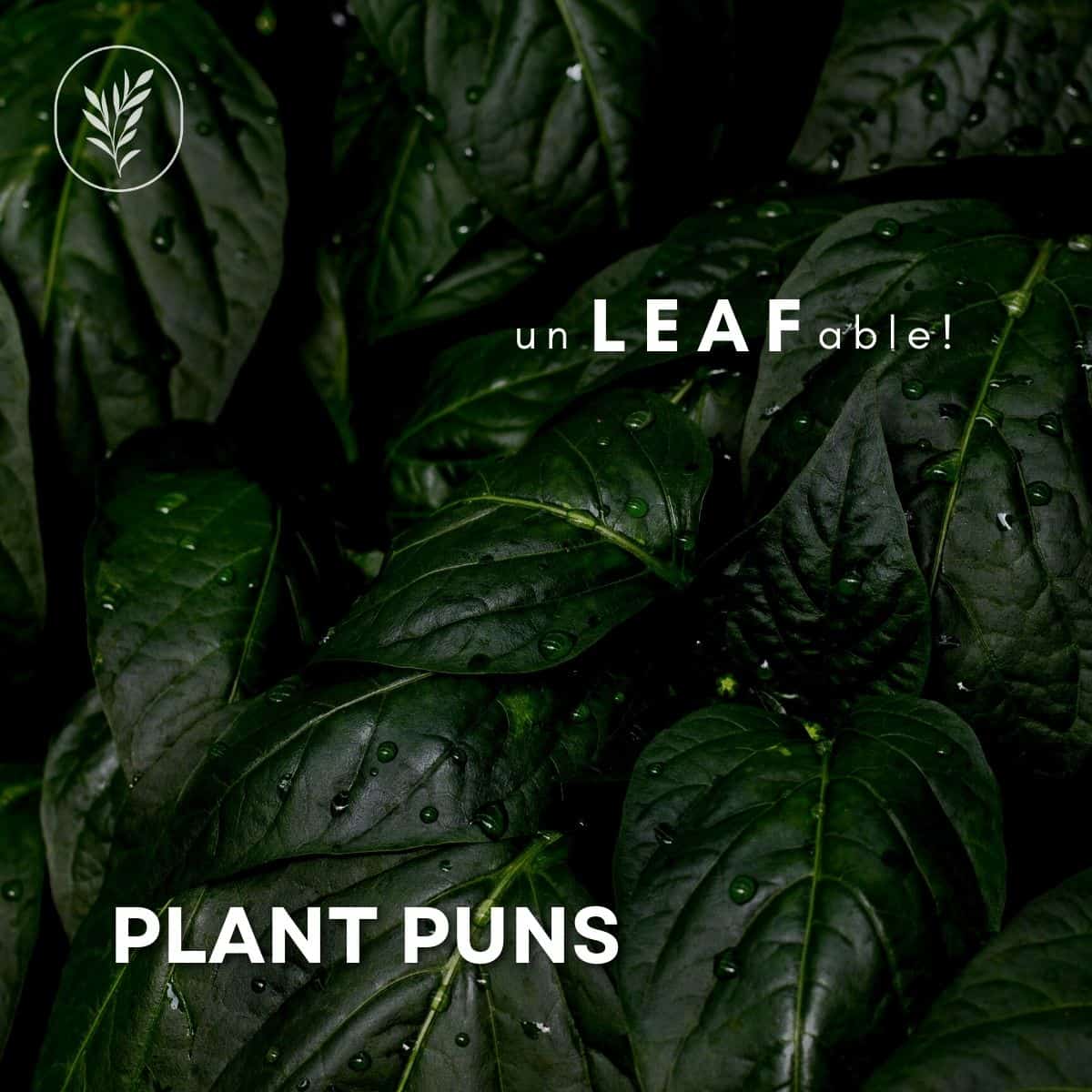 Plant puns via @home4theharvest