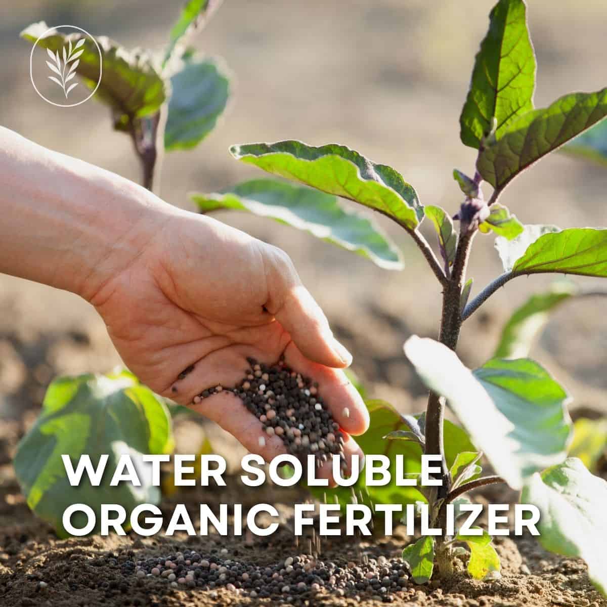 Water soluble organic fertilizer via @home4theharvest