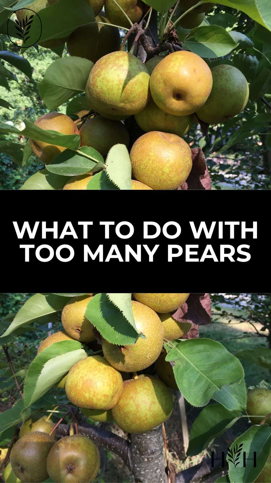 What to do with too many pears via @home4theharvest
