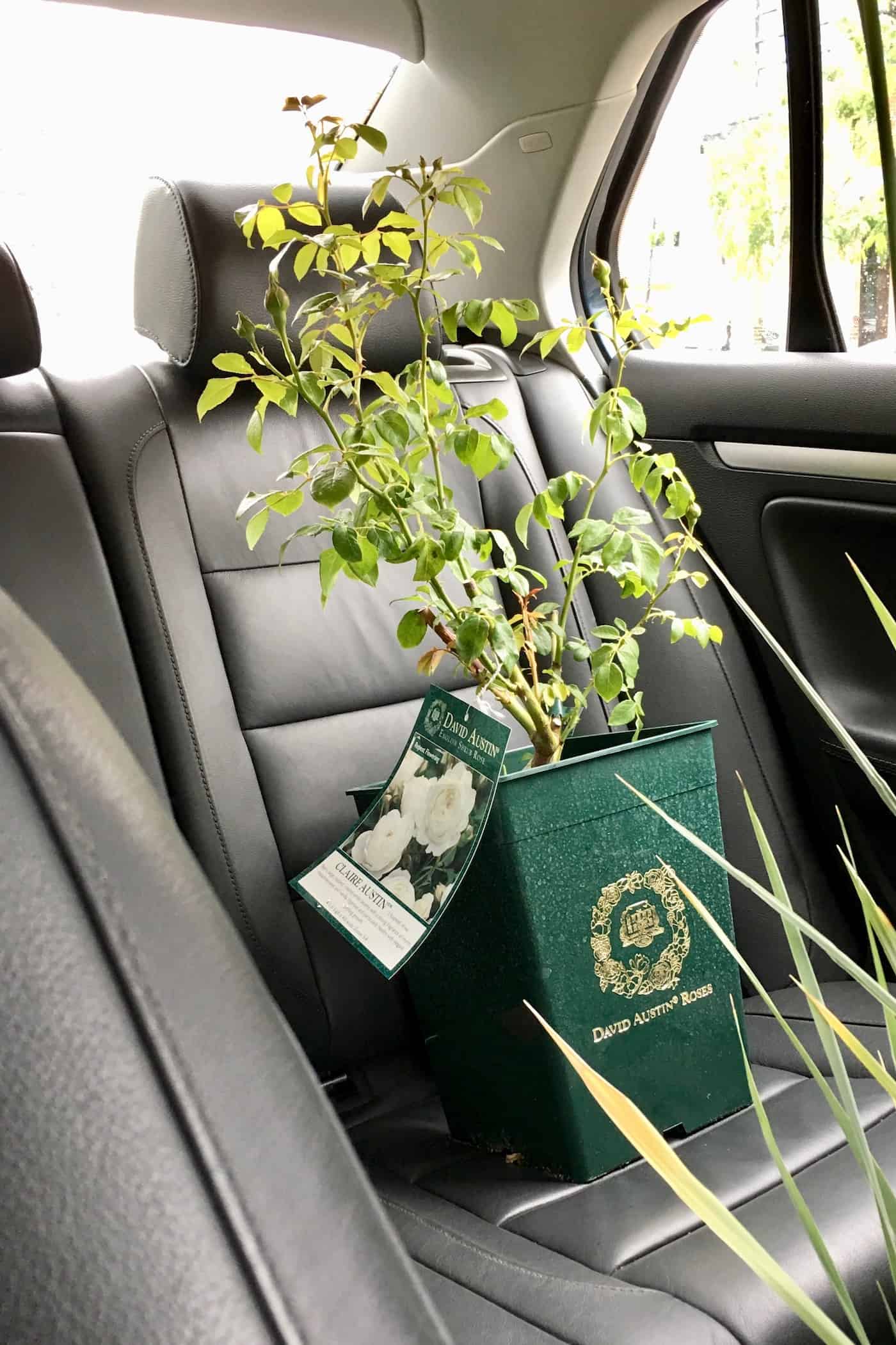 David austin rose plant in car on leather seat