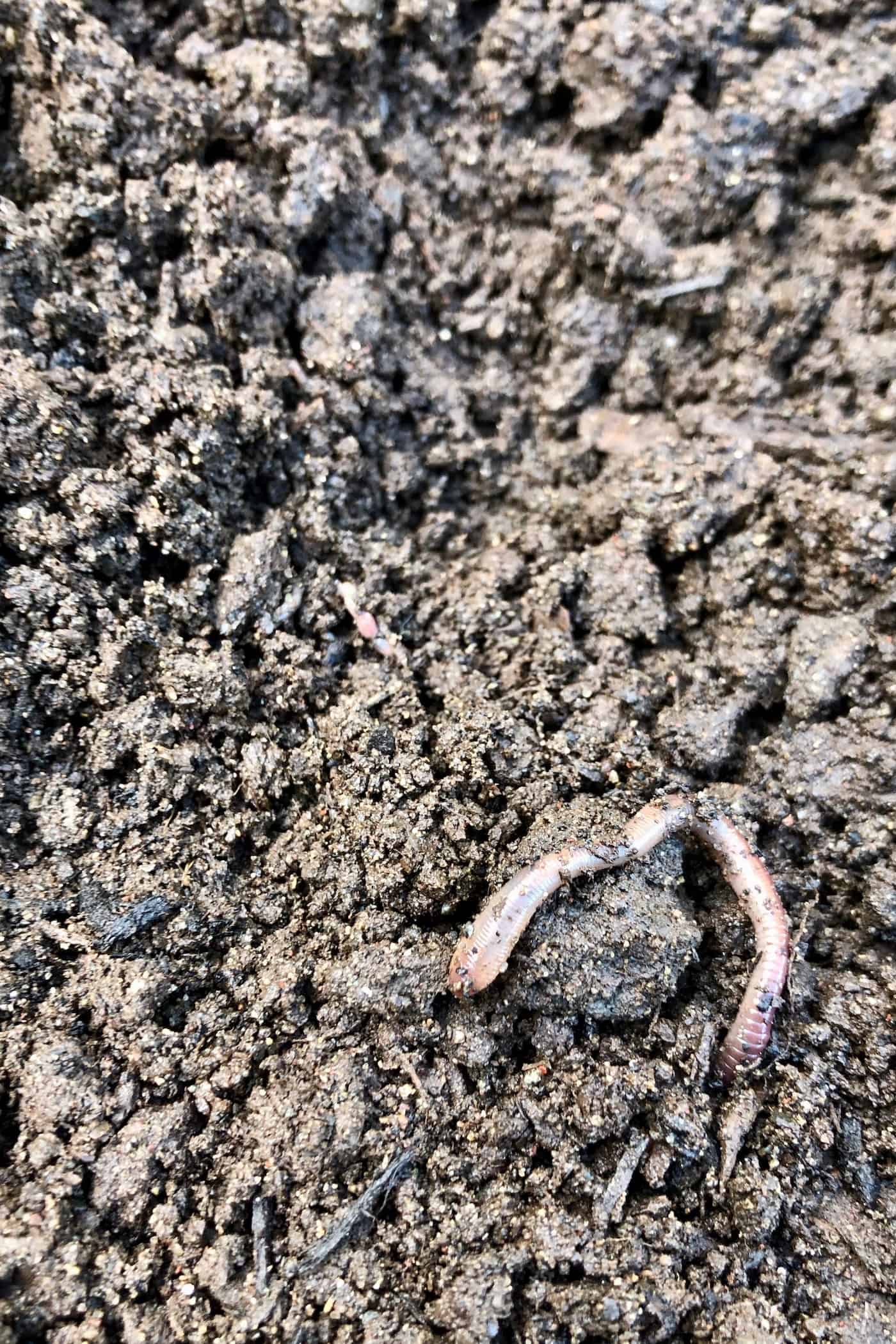 Earthworm on soil