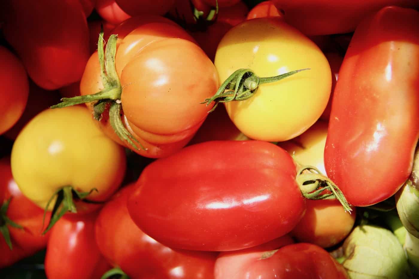 Harvesting homegrown heirloom tomatoes