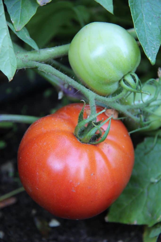 성장하는 방법 맛있는 토마토 과