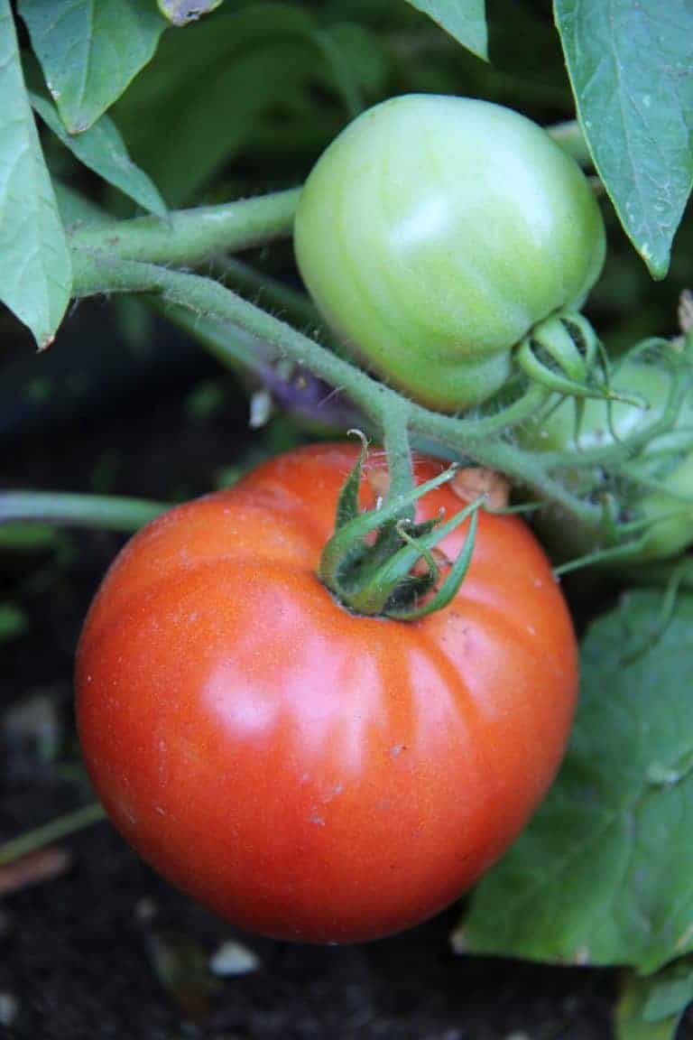 Best tasting tomatoes 🌱 🍅 TOP varieties for garden and culinary uses