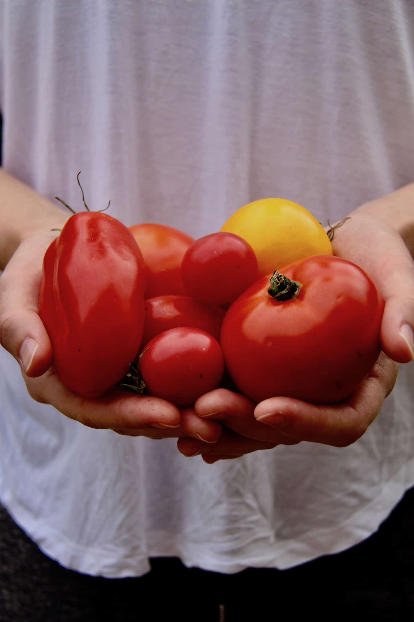 Most flavorful heirloom tomato cultivars