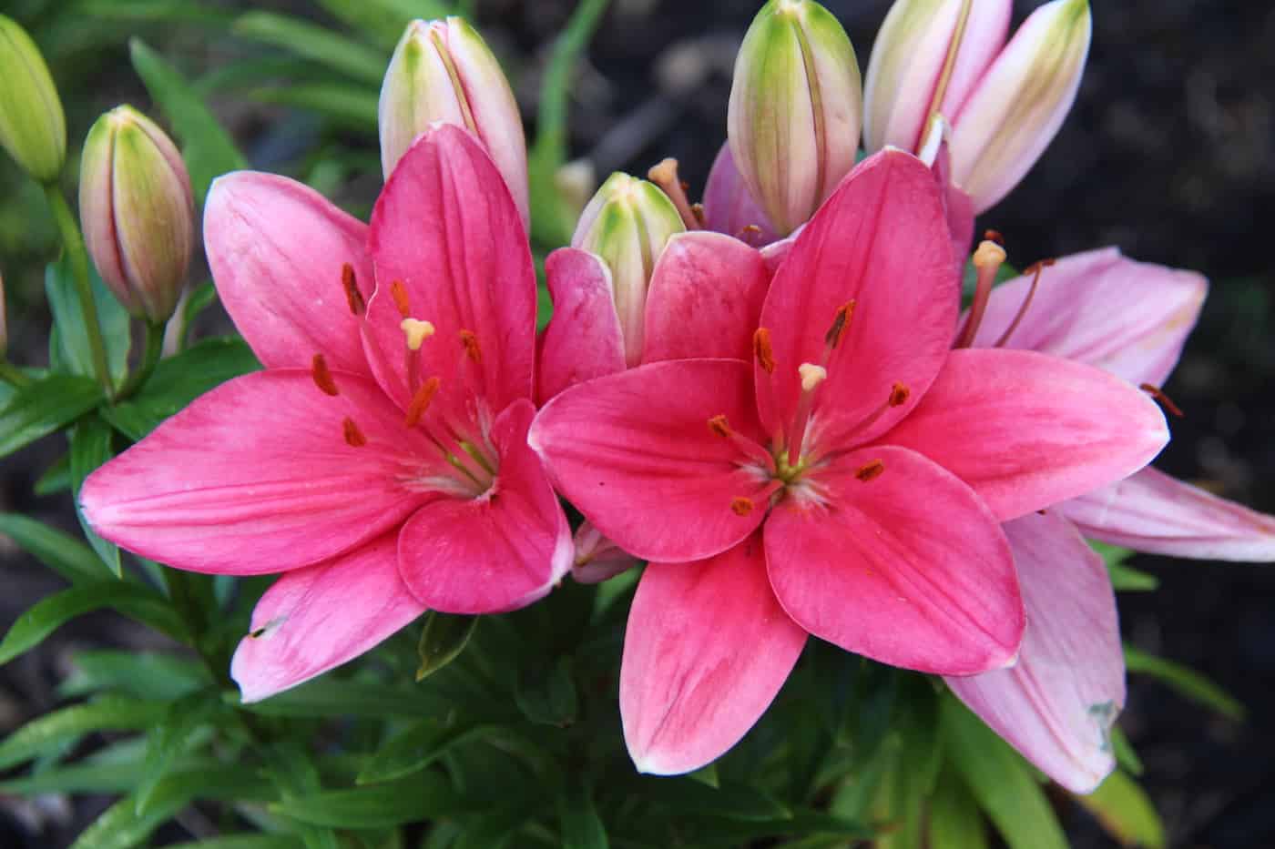 Pink lily flowers in garden